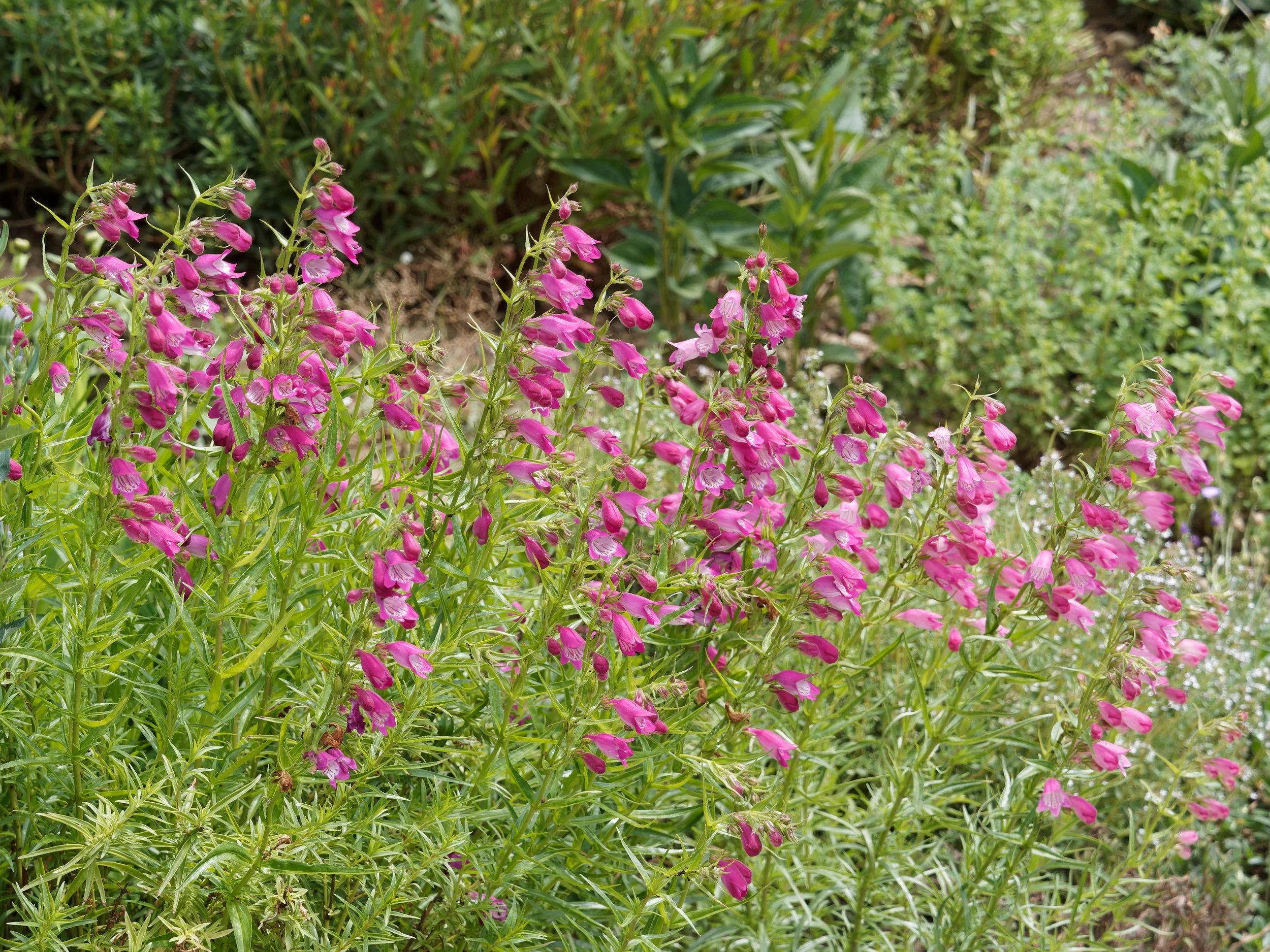 Penstemon