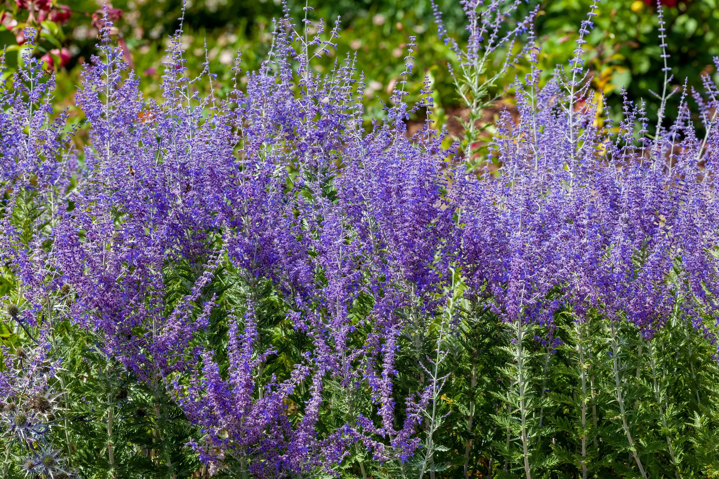 Russian Sage