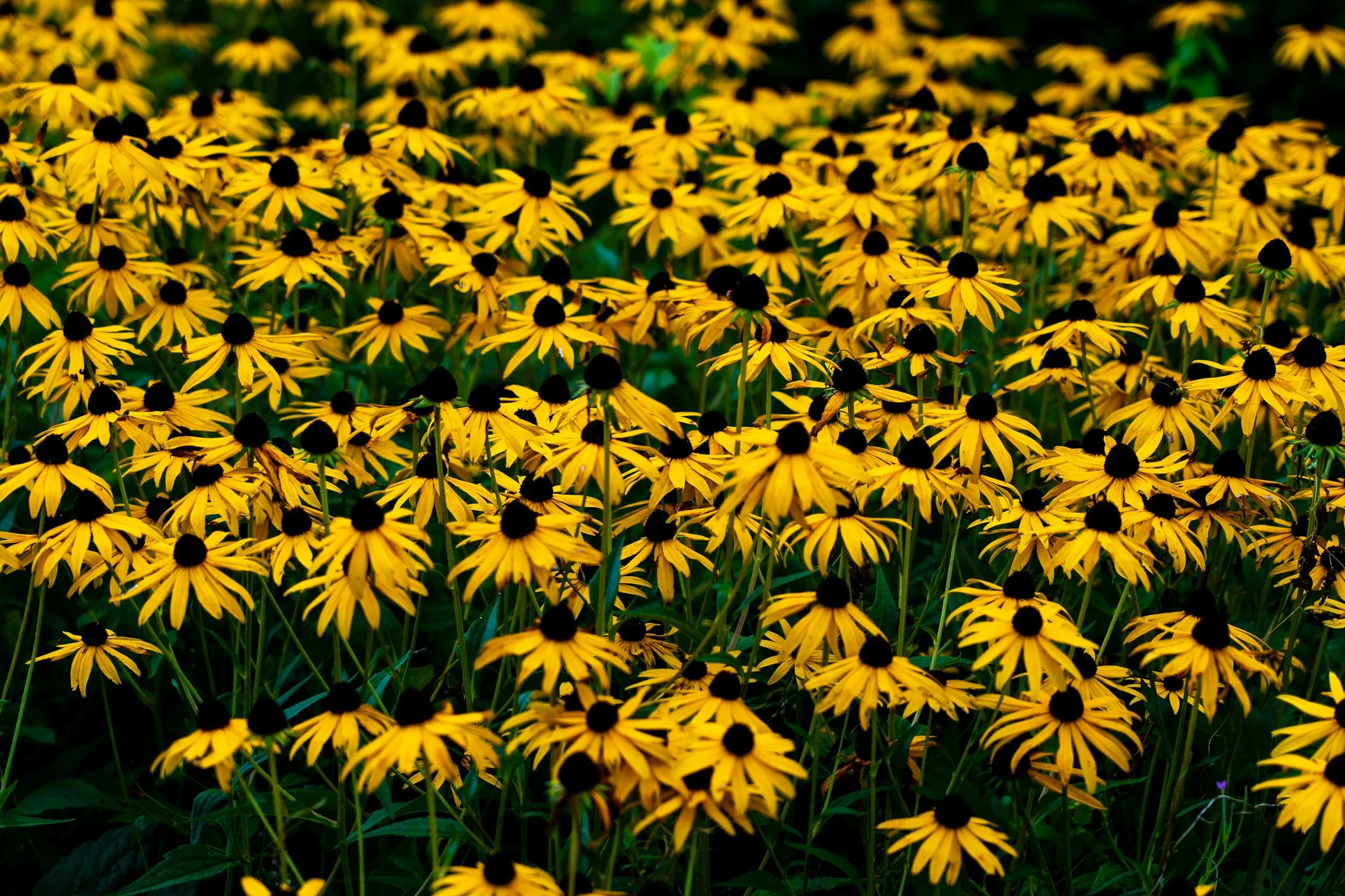 Black-eyed Susan (Rudbeckia hirta)