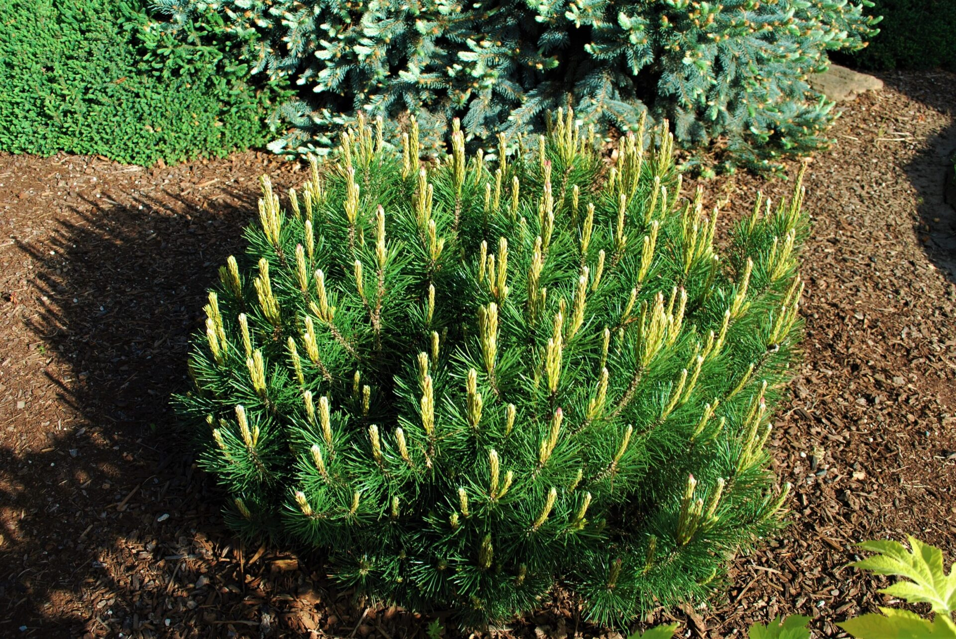 Mugo Pine (Pinus mugo)
