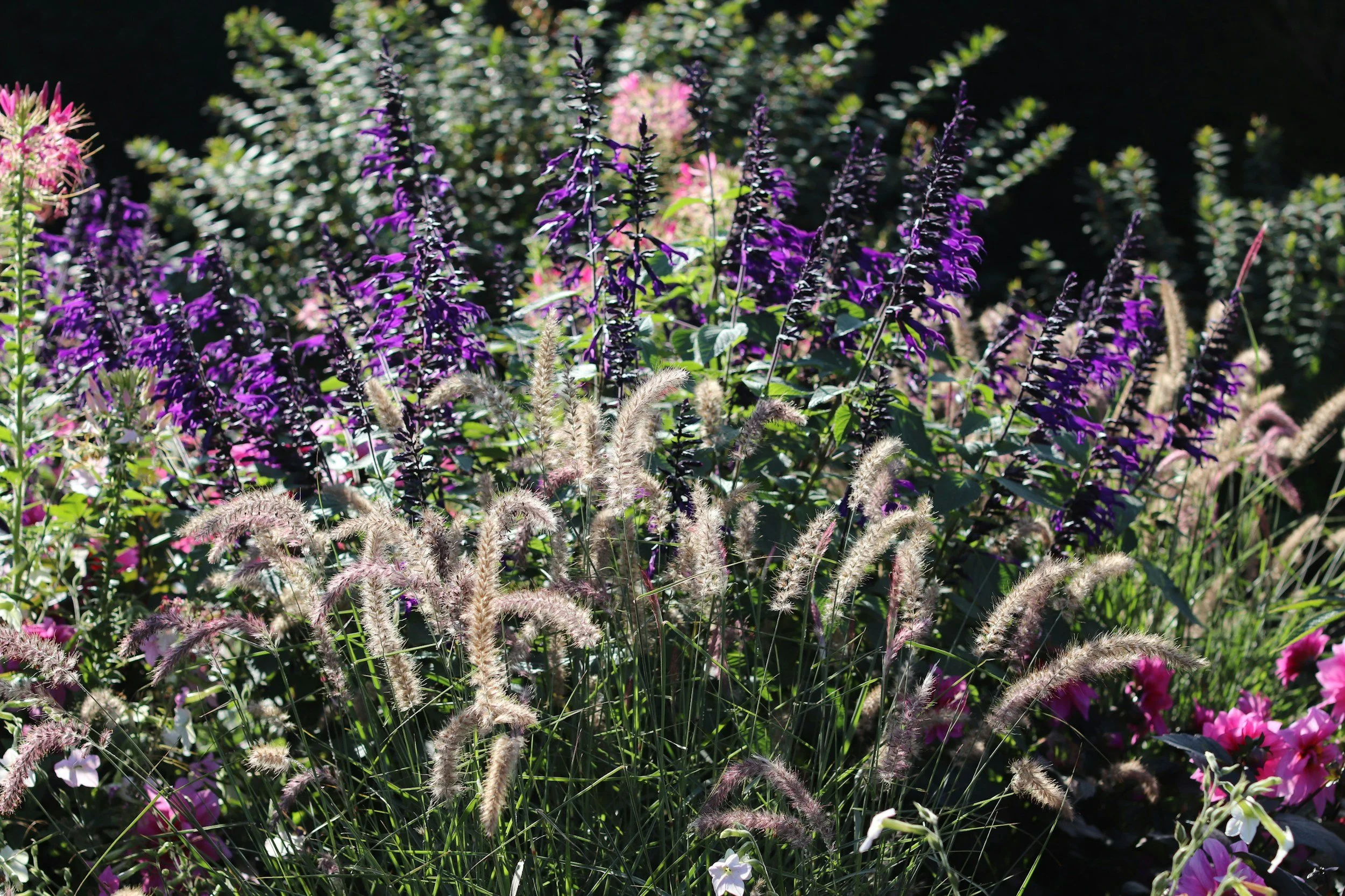 Pennisetum ‘Rubrum’ (Purple Fountain Grass)