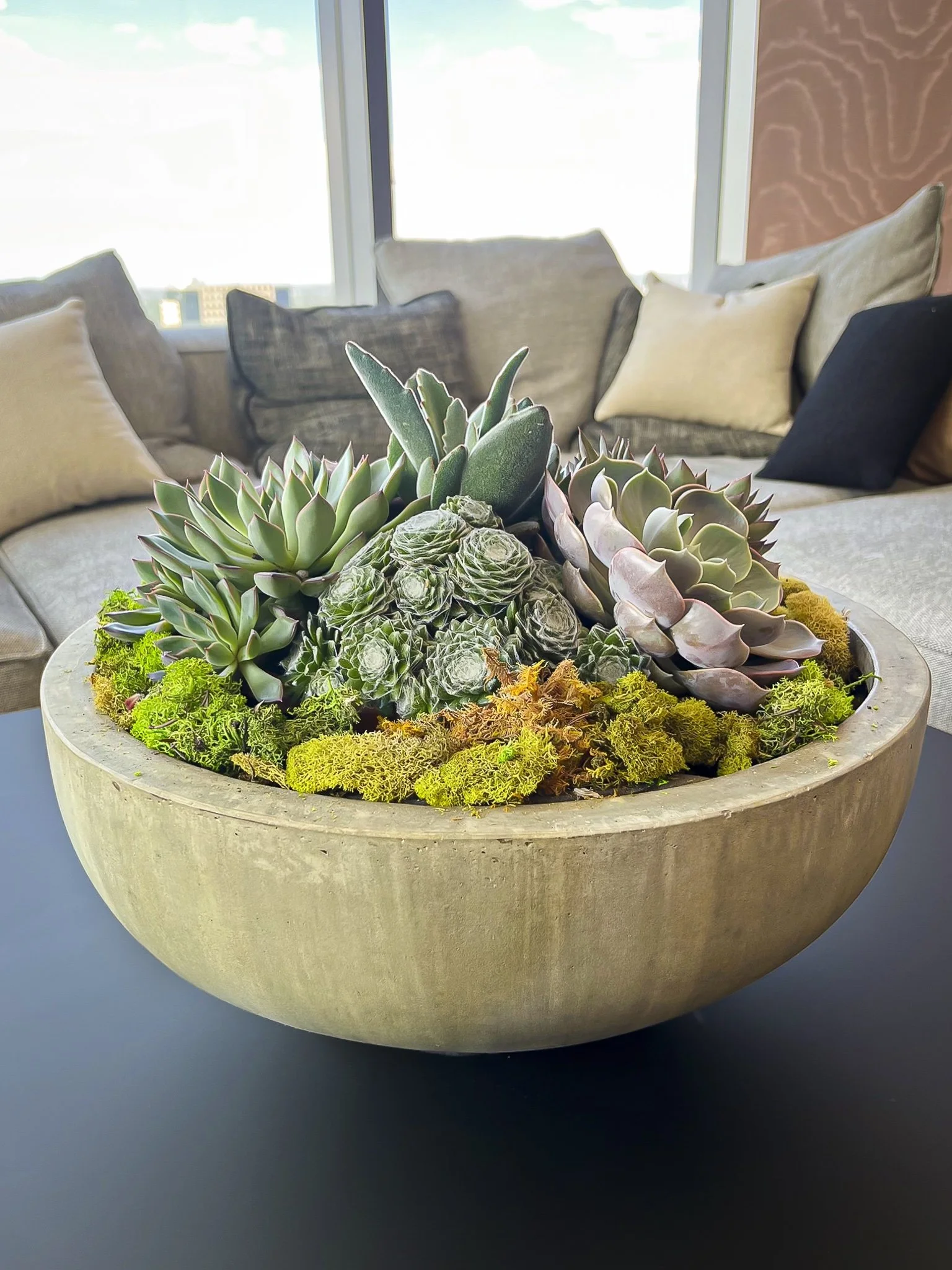 A decorative concrete bowl on a black table, filled with assorted succulents and moss, placed in a living room with a sectional sofa and cushions in the background.