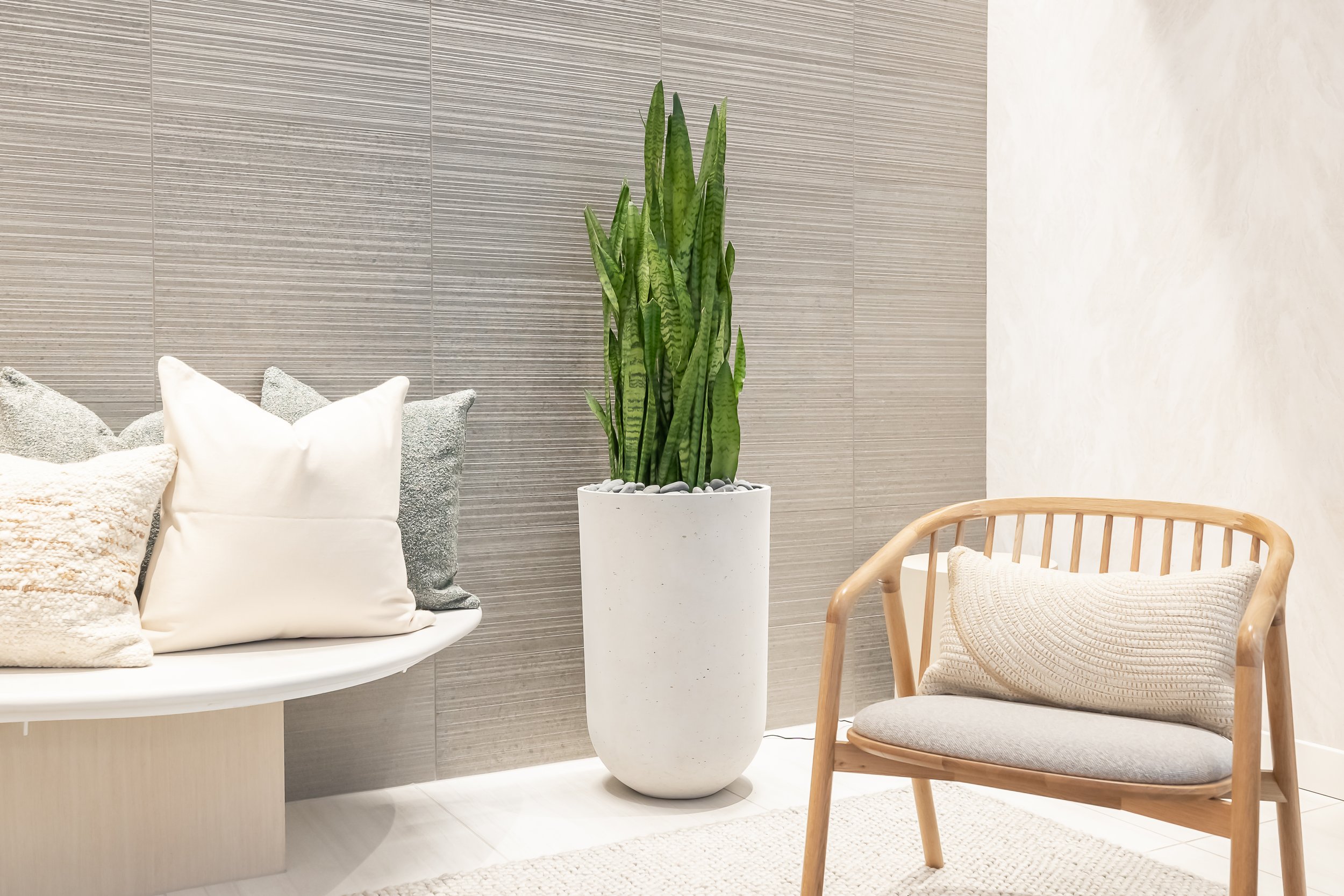 Top 5 Office Plants That Thrive Indoors