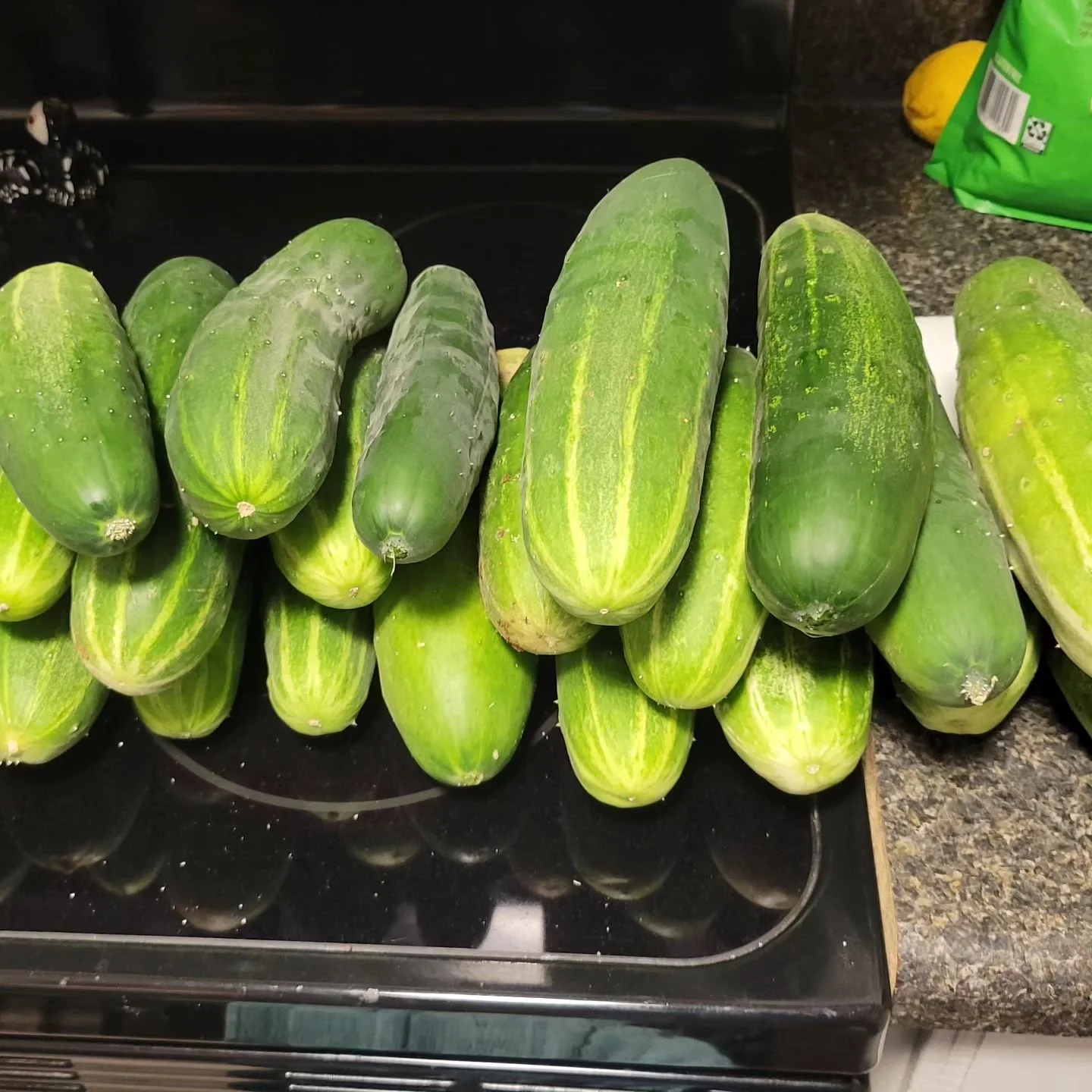 Who needs cucumbers we just pulled off another batch.