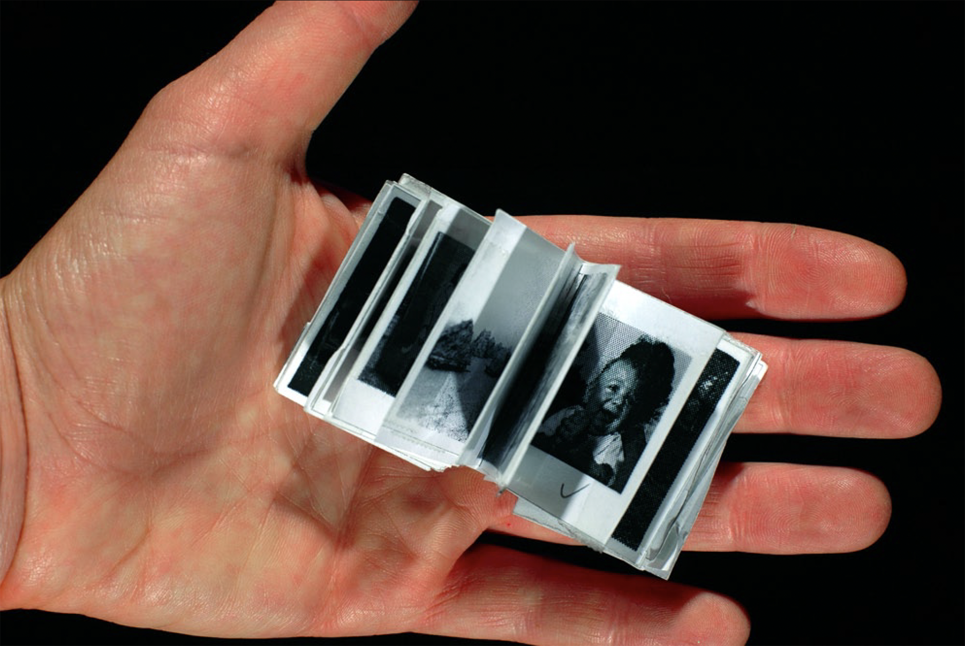 Old black-and-white photographs scattered on grass, with a yellow dandelion flower nearby.