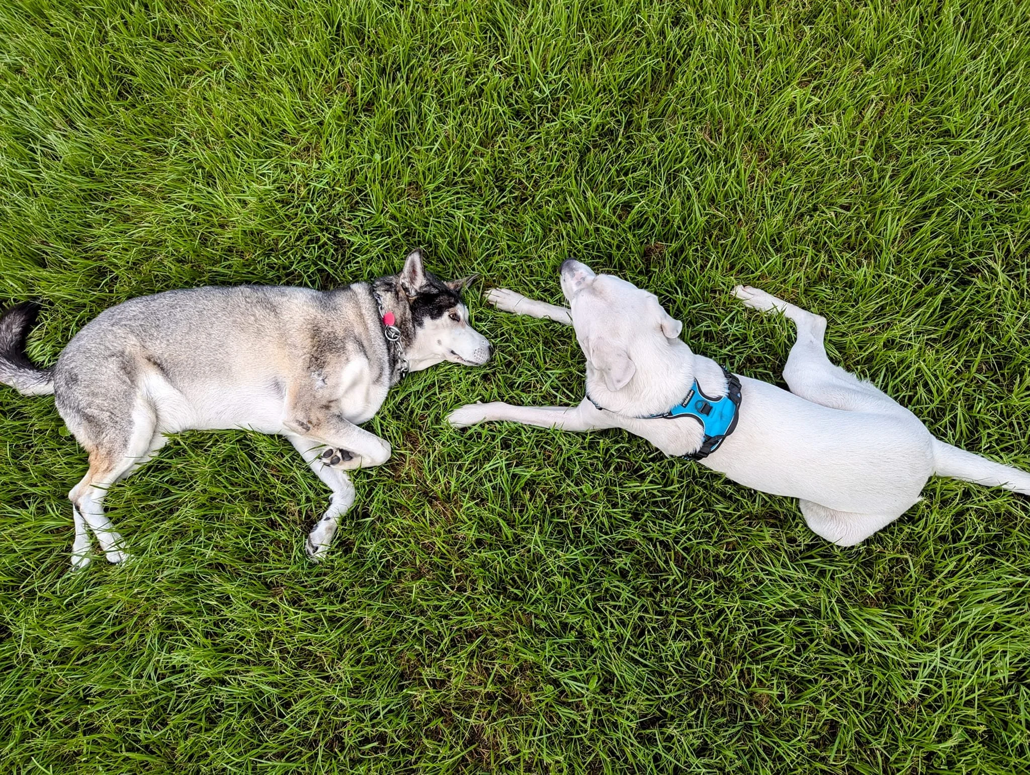 Duval Dogs Services — Duval Dogs Day Care & Boarding All Day Play