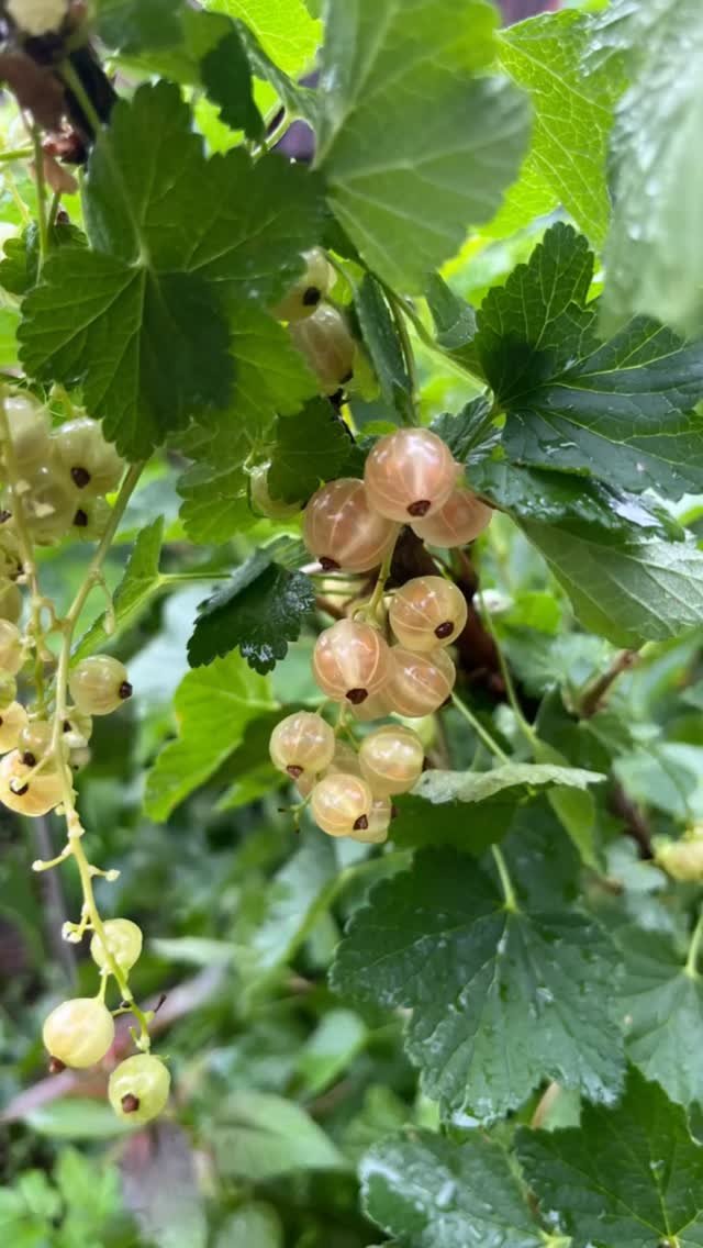 In between the busyness of the flower farming, we grow fruit and veg to feed our family and friends. Every early summer I get excited when my currant bush is full with its gorgeous champagne pink berries. I bag about 50% of the clusters of berries, o