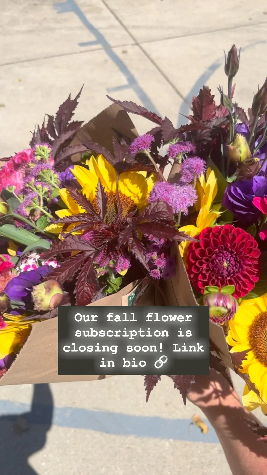 Wow these colorzzz! End summer on a high note and sign up for our Autumn flower subscription! Get 3 bouqs of seasonal flowers grown right on our farm, delivered right to your door across September and October.
#localflowers #cutflowers #uniquegifts