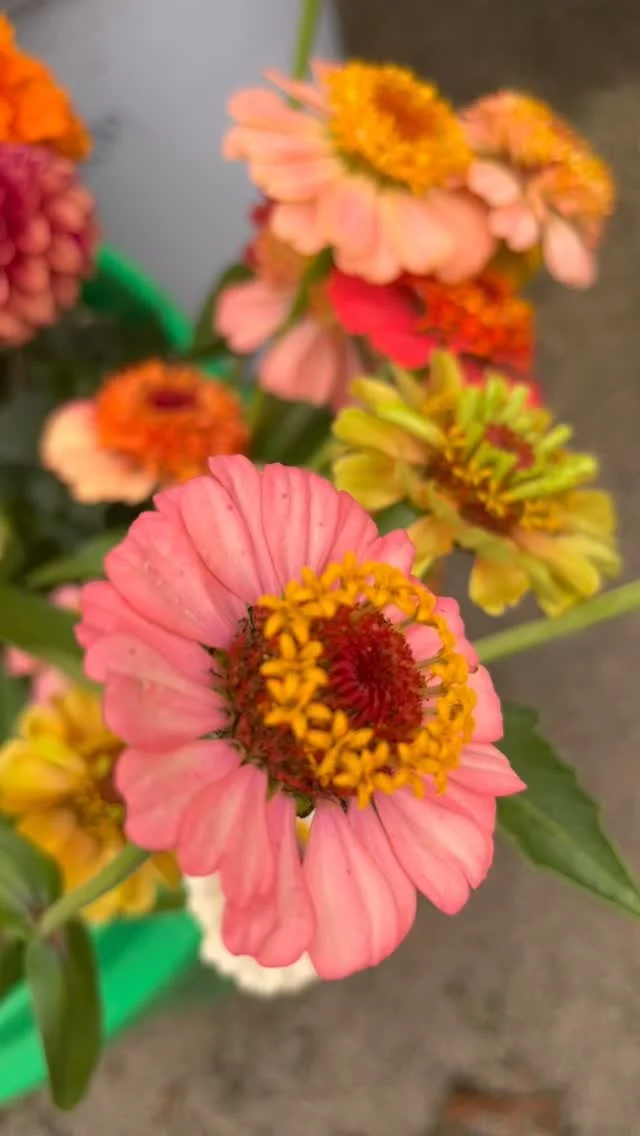 Big harvest with lots of beauties we’re bringing to market tomorrow! Can’t wait to see your gorgeous face there! 
#farmersmarket #cutflowers #localflowers #madisonwi #flowerfarming