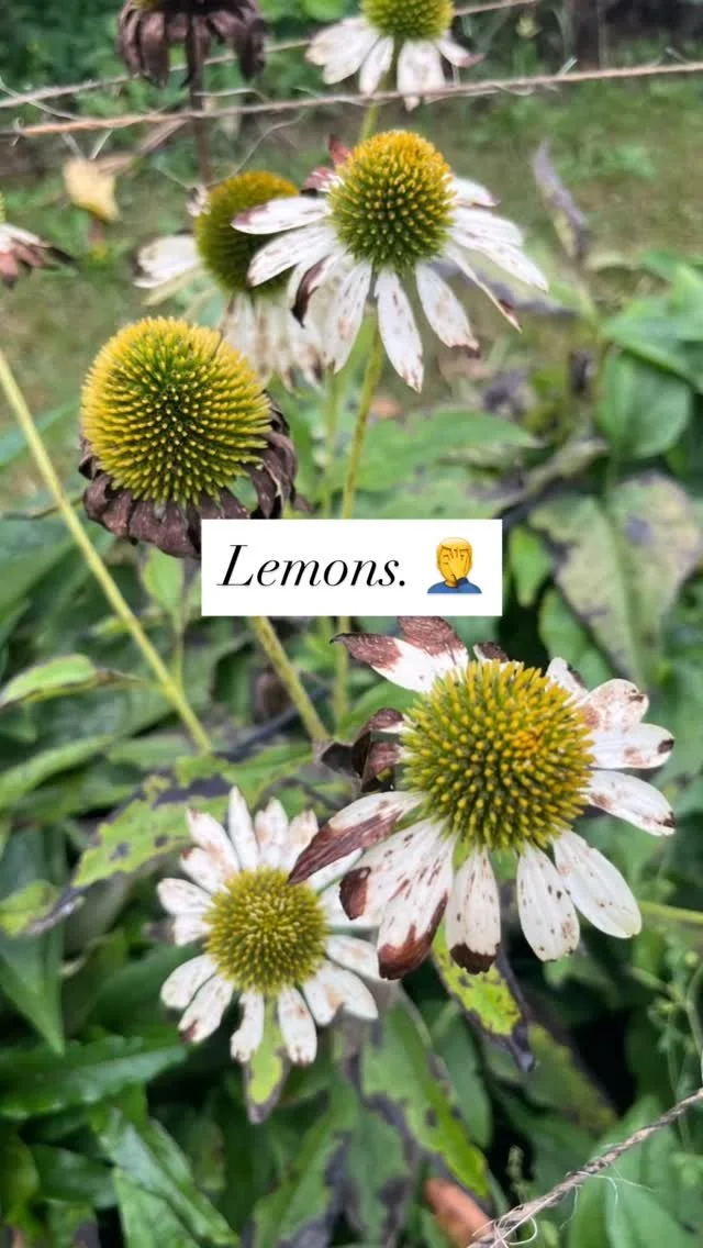 These echinacea seemed to just struggle this season. I couldn’t seem to harvest them just as they were opening and they’d quickly get overrun by bugs or fungus. But I soon realized that not all was lost! when I cleared off the damaged pet