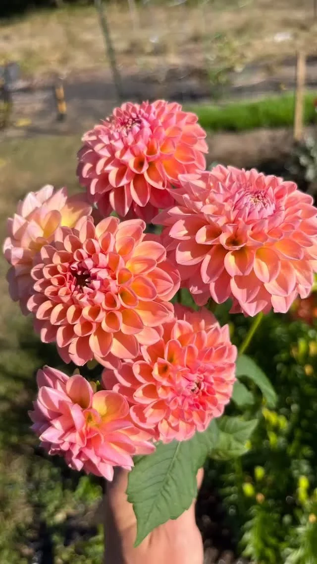 Fall is here, and the flowers continue to do their thing! We’ll go until Mother Nature brings the first frost. Until then, we bask in the glory. 
#flowerfarming #madisonwi #localflowers #fallishere #seasonschange
