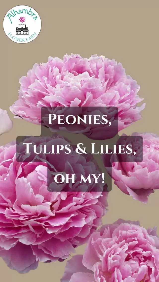 Order today at:
https://www.alhambraflowerfarm.com/online
#cutflowers #madisonwi #fallbulbs #fallplantingseason #supportsmallbusiness #buylocal