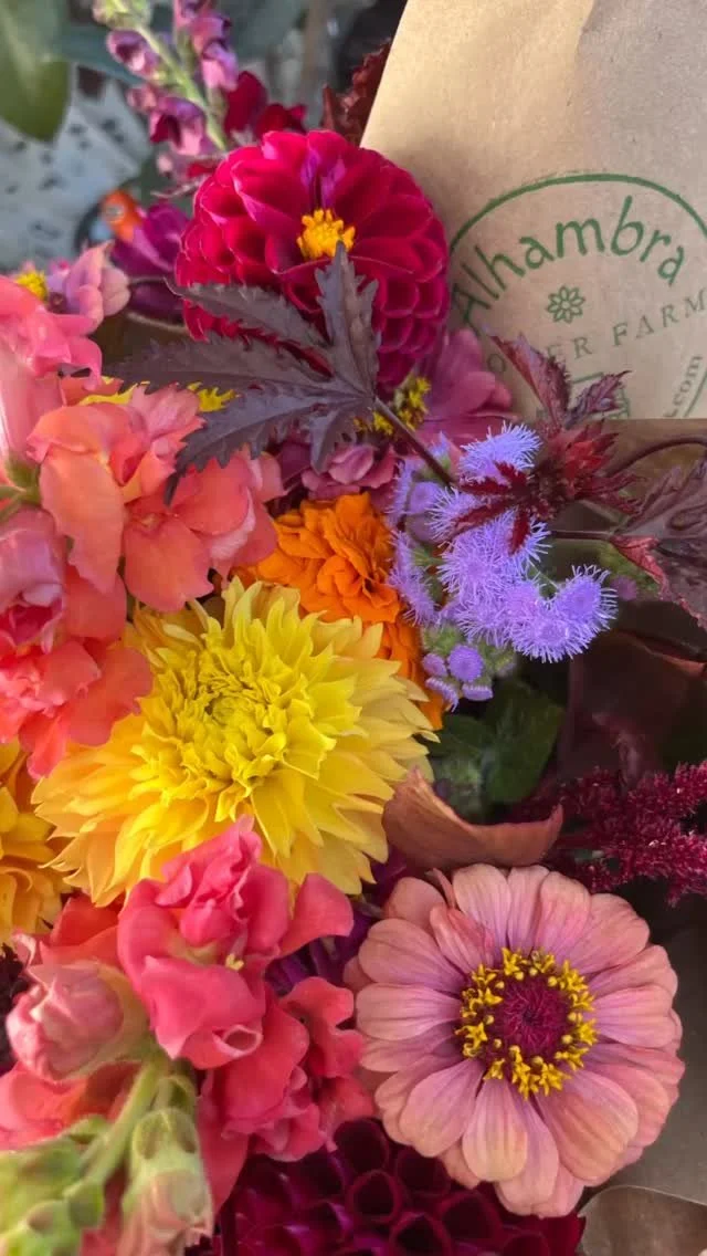 Just about done with the flower subscriptions for the year - wow, it’s been amazing! Sending out love to all that signed up - I hope it has brought you joy and happiness like it has done for me!! #localflowers #flowersubscription #flowercsa #fl