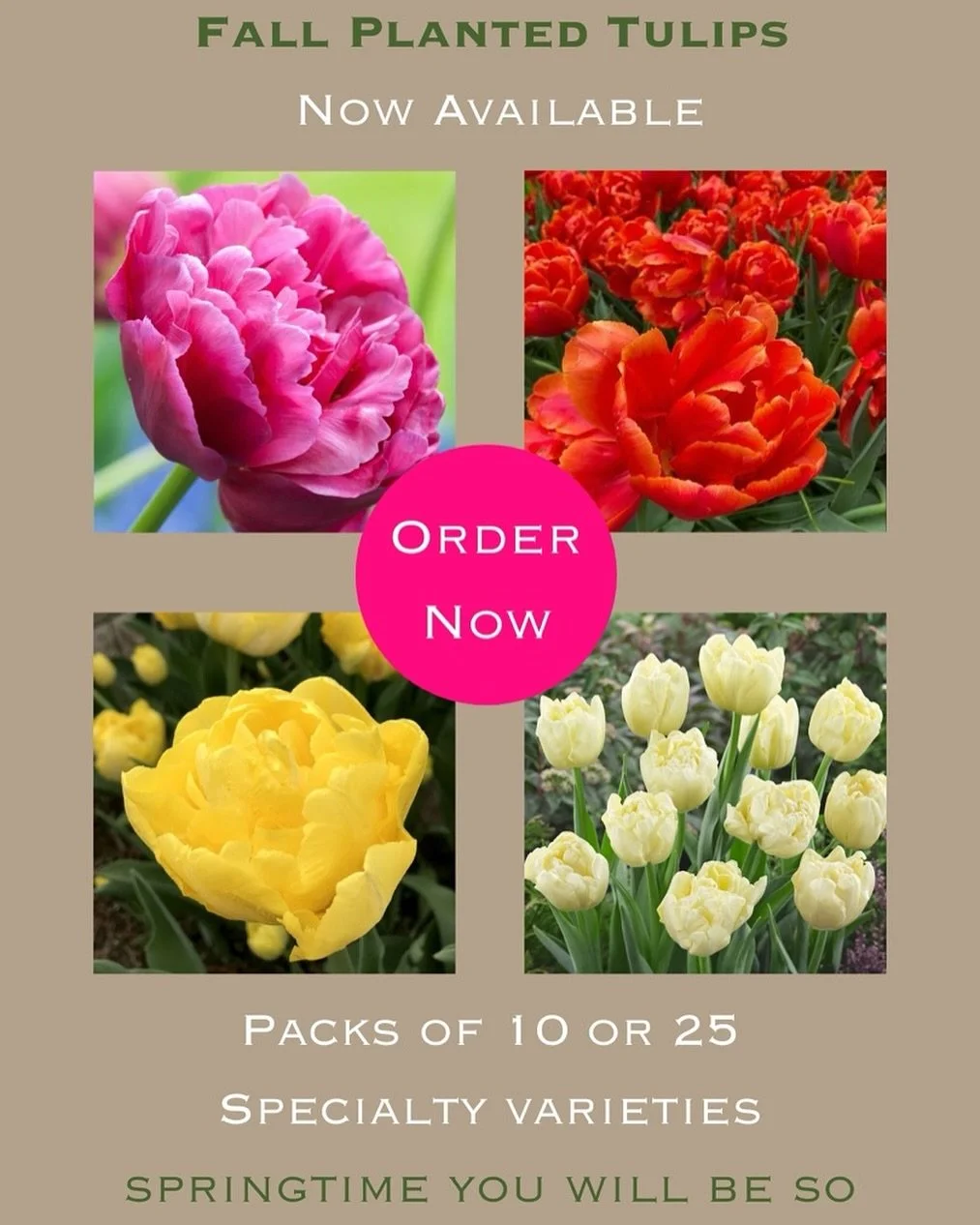Pre-orders for tulips and peonies are closing soon! 
We’ll deliver right to your door. Order while quantities last!
https://alhambra-online-store.square.site/s/shop
#fallbulbs #buylocal #madisonwi #flowerfarming #springblooms