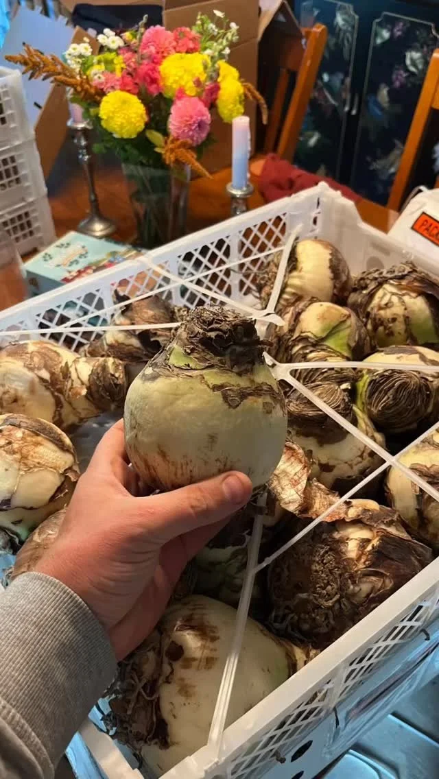 Finalizing our plans for these beauties now and getting excited! Watch this space for updates soon 🙌🫣👏
#amaryllis #amaryllisflower #madisonwi #flowerfarming #uniquegifts #buylocal