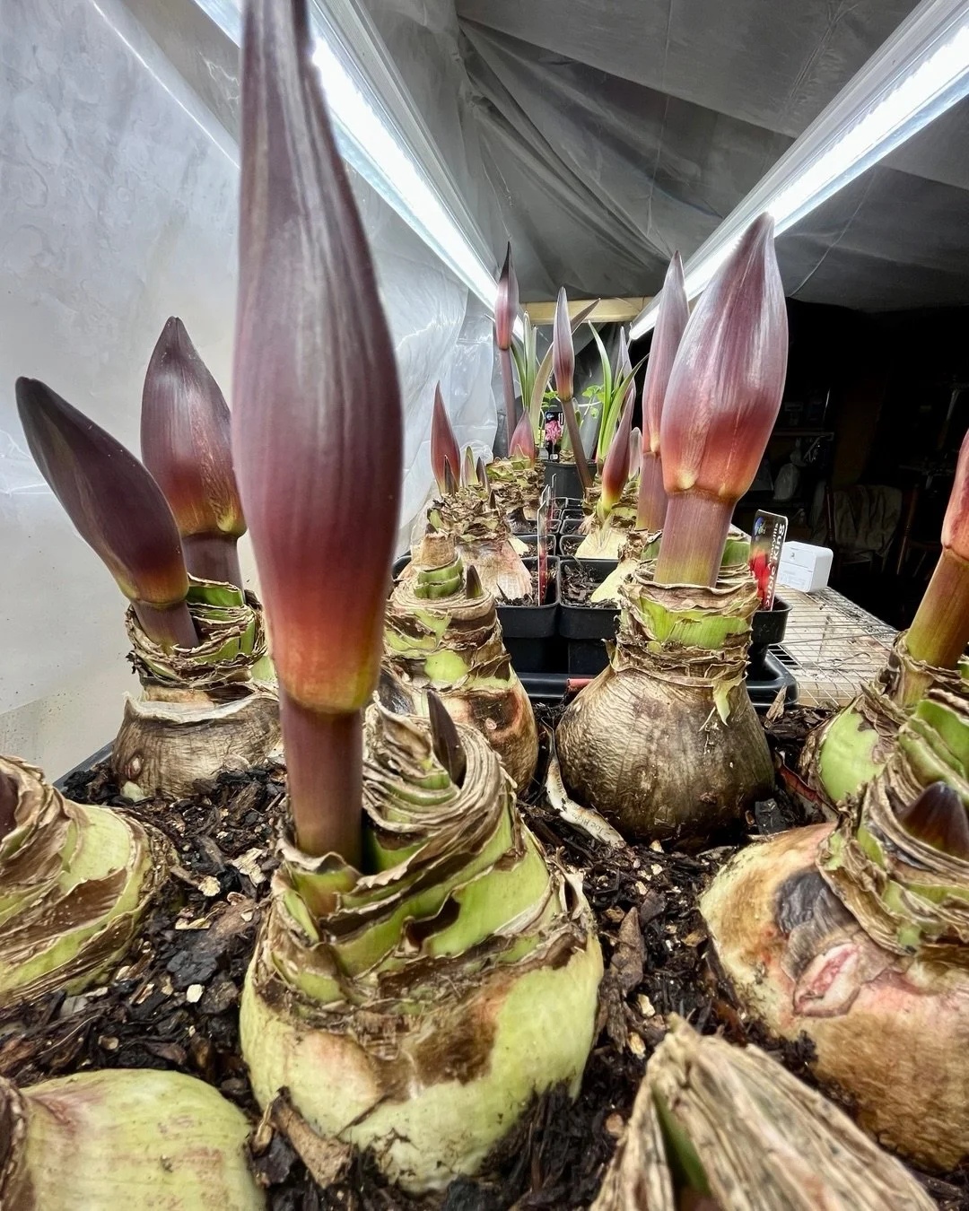 These amaryllis are growing fast now! Order your potted festive amaryllis for delivery the week of Dec 15th! Link to our online shop in bio 
#madisonwi #holidayshopping #gifts #uniquegift #shopsmall #shoplocalmadison #shoplocalwisconsin