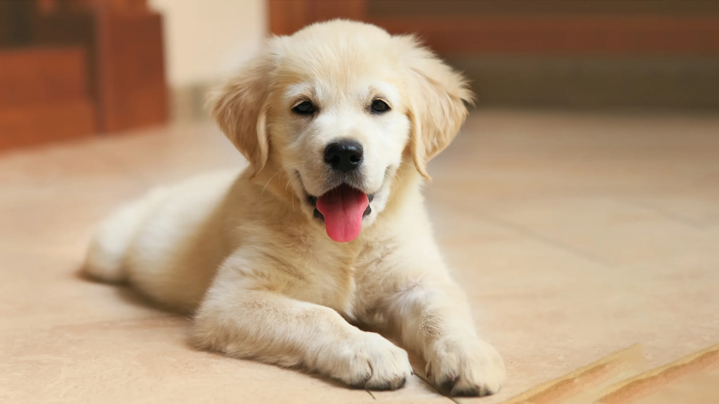 Potty Training Tips 