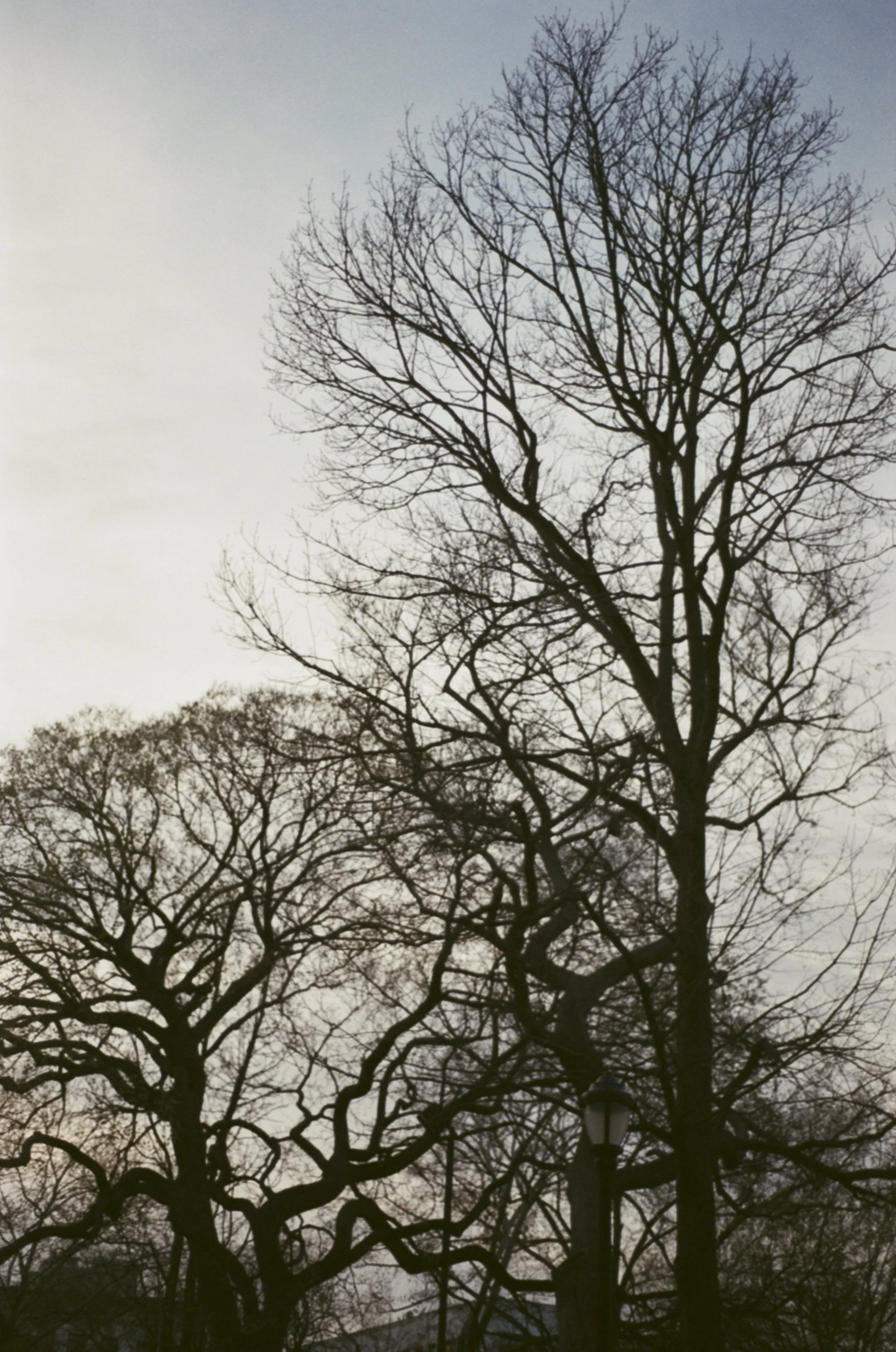 Branches3.jpg