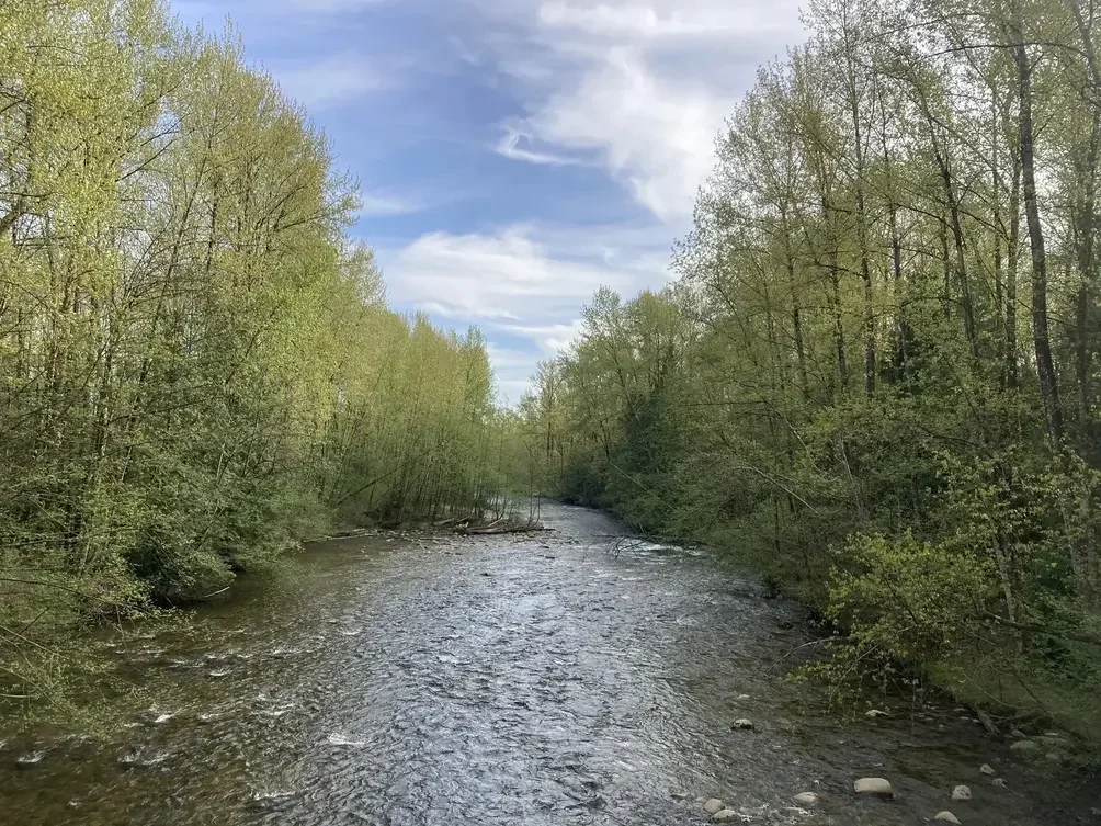 view over the coquitlam river in port coquitlam with both banks covered in trees. Port coquitlam BC
