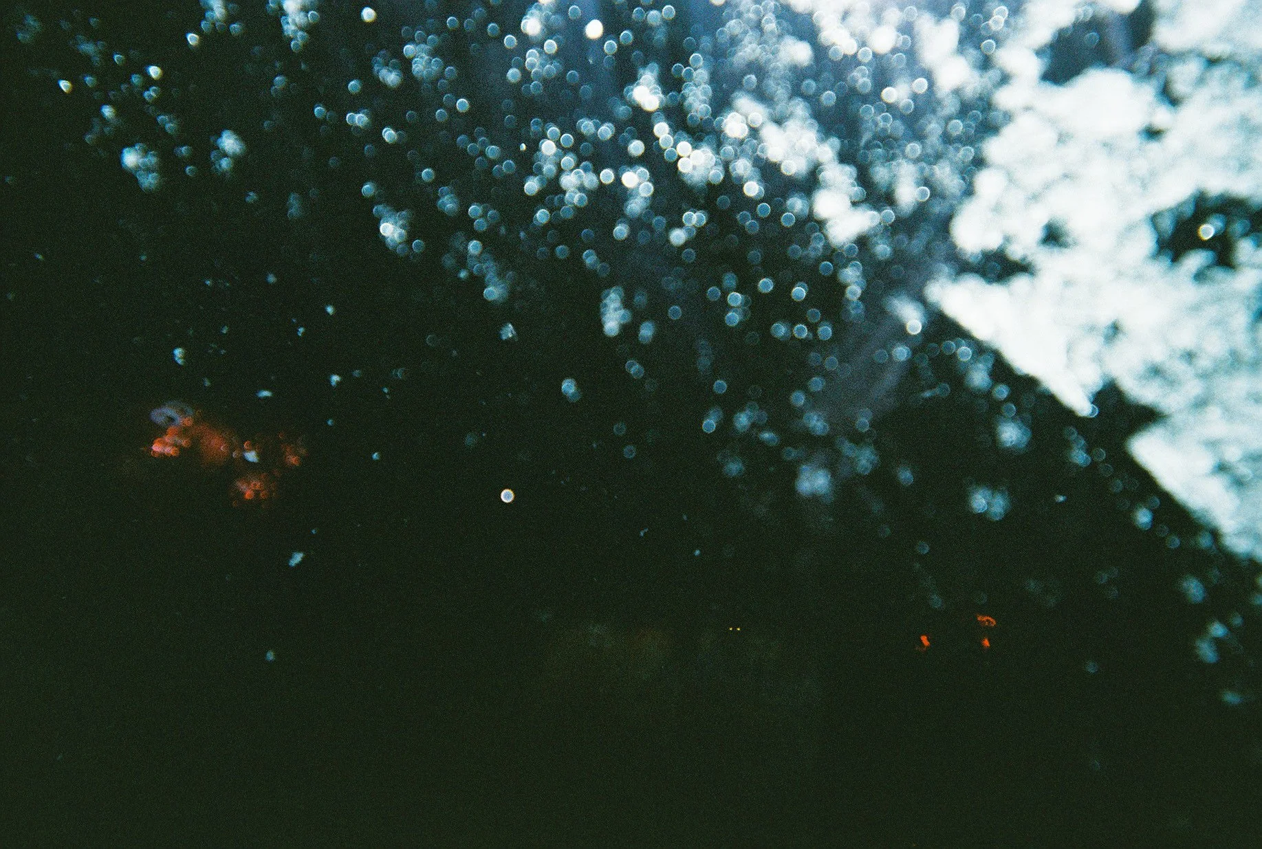 Orange Grove Symphony 