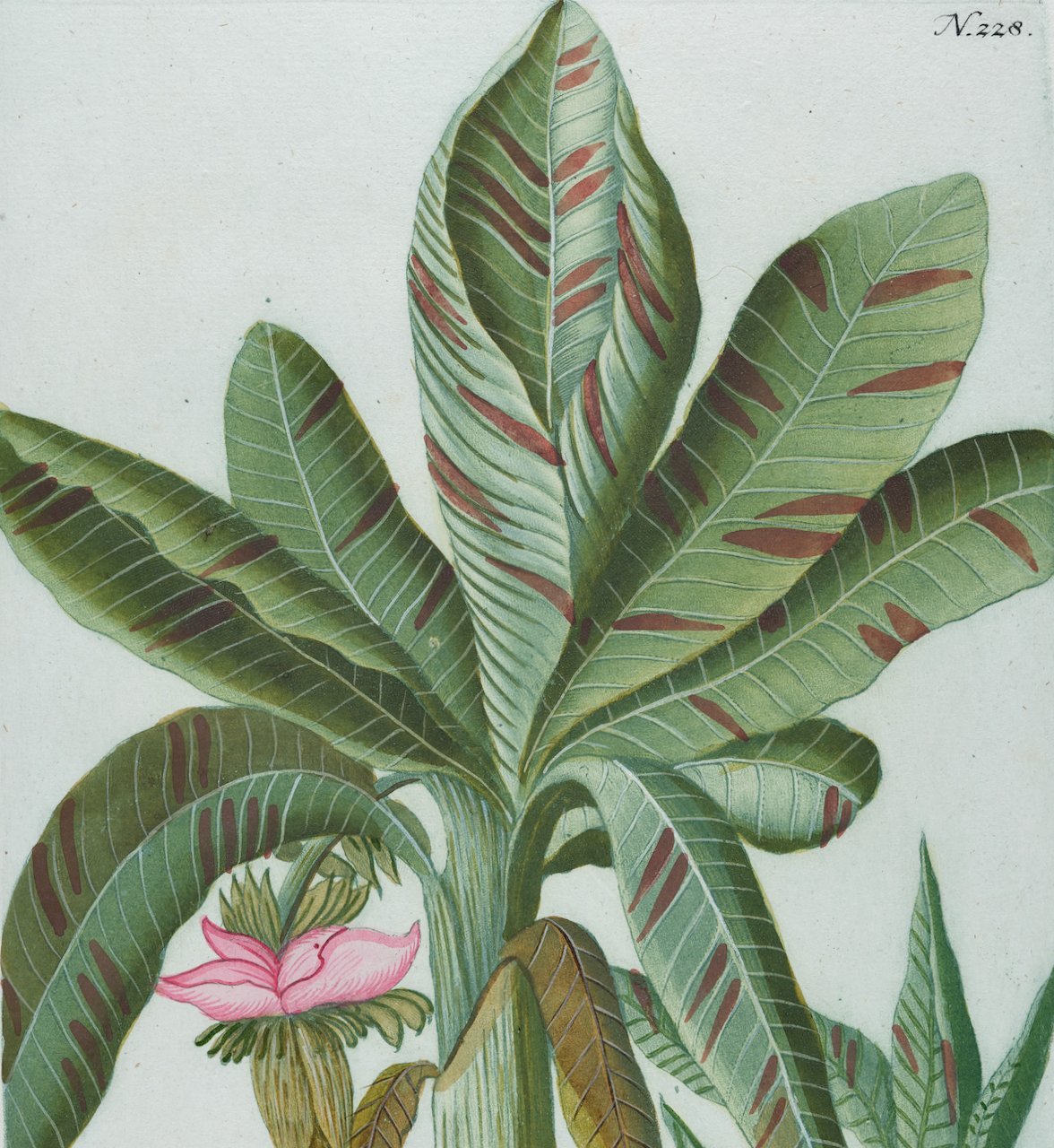 3909B Weinmann, Banana 2. Mauze, Baradis-feigen, Pl. 228.jpeg