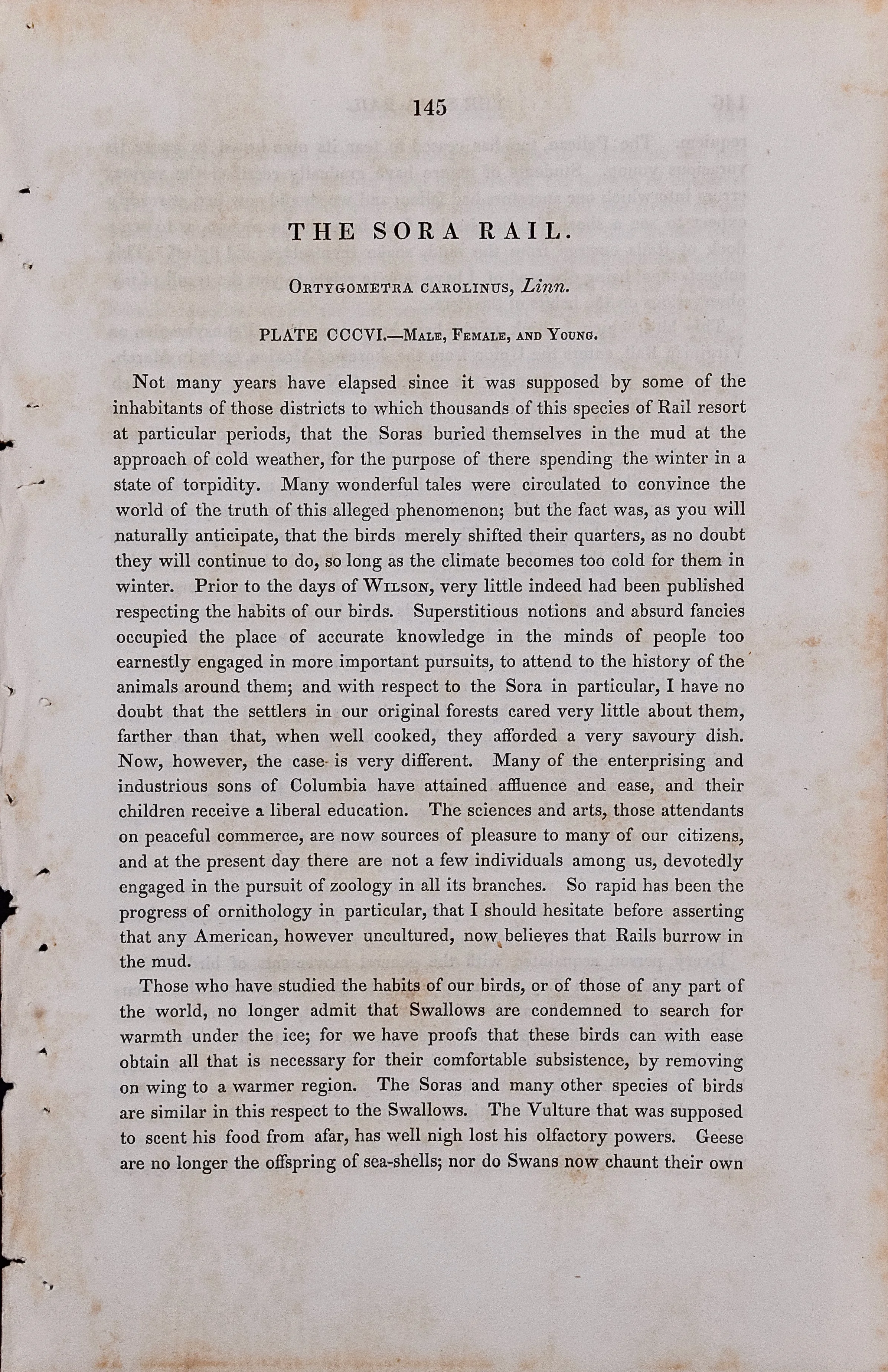 4959F Audubon, Sora Rail, No. 62, Pl. 306 (1).jpeg