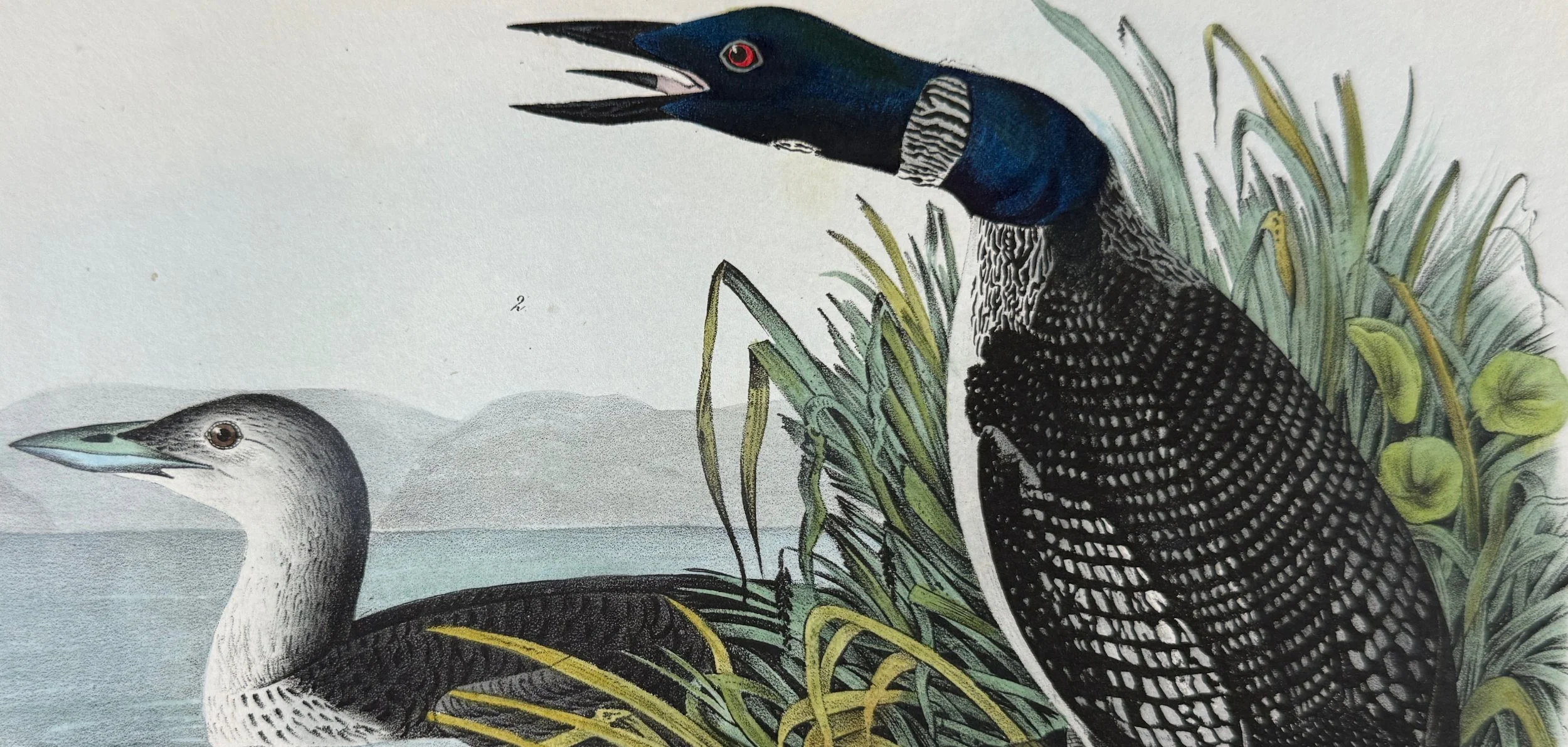 2671C Audubon, Great North Diver Loon (1. Adult. 2. Young in Winter), No.96, Pl. 476.jpeg