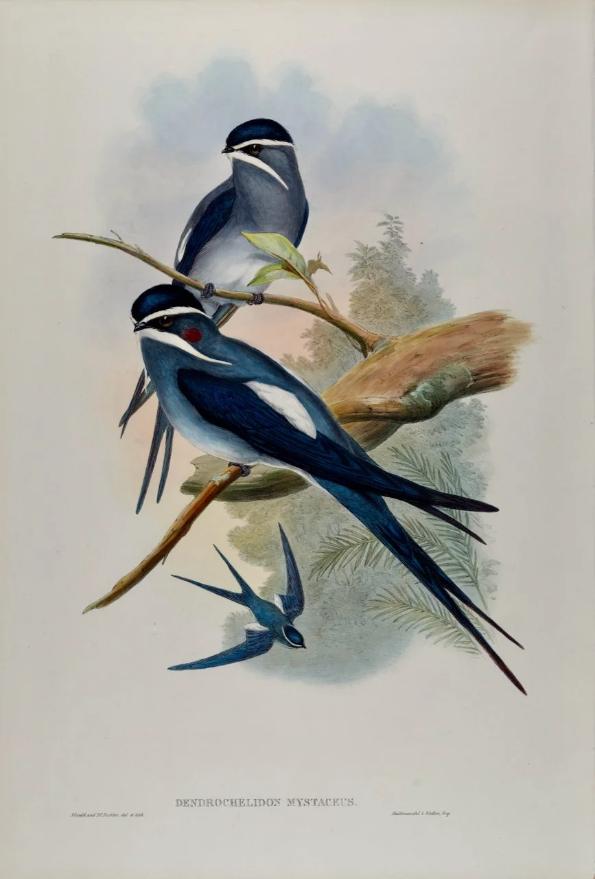 A vintage illustration of three blue and white birds, including a long-tailed bird, perched on branches with a watercolor background of trees and sky, labeled 'Dendrochelidon Mystaceus' at the bottom.