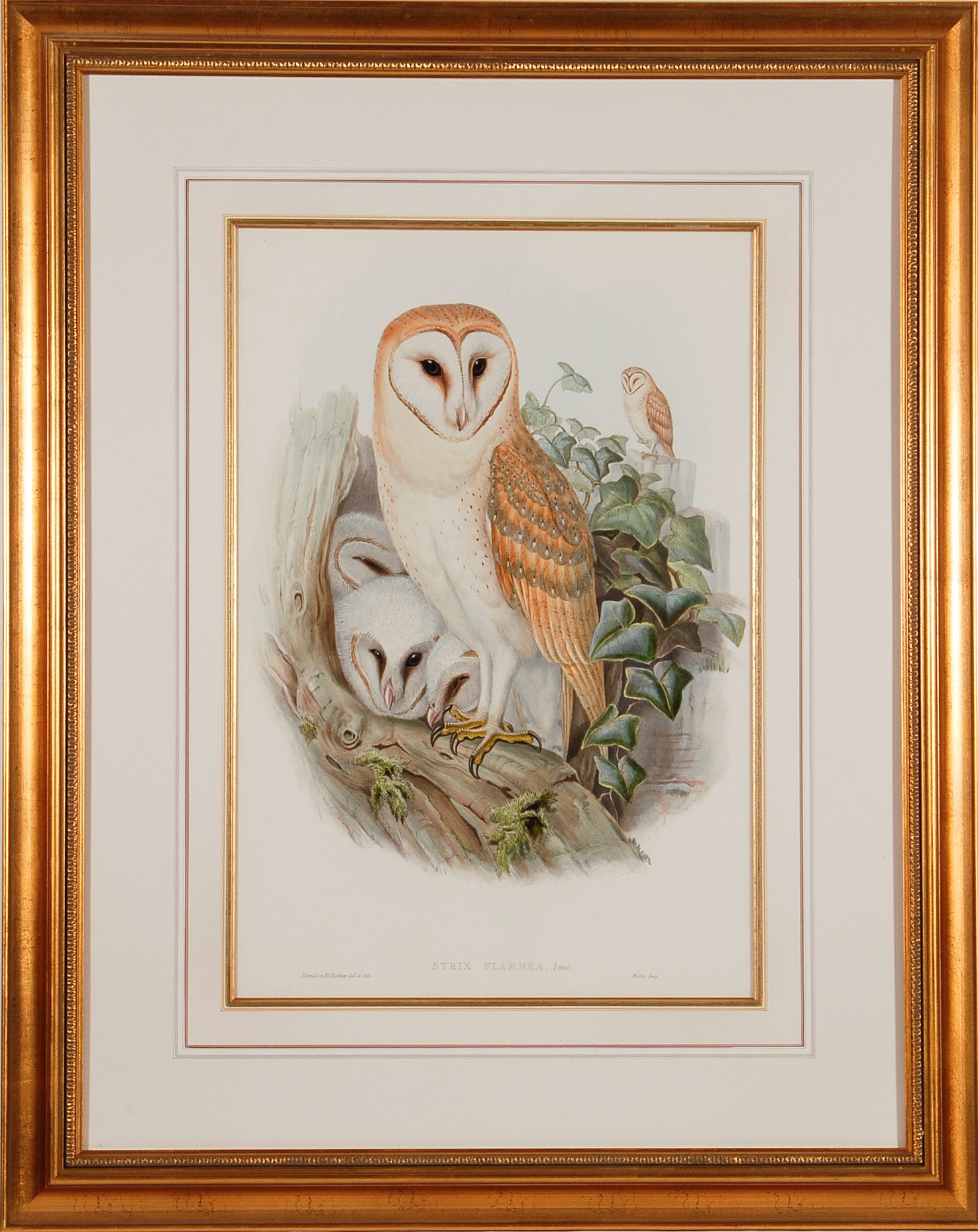 5073 Gould, “Strix Flammea” (Barn Owl).jpeg