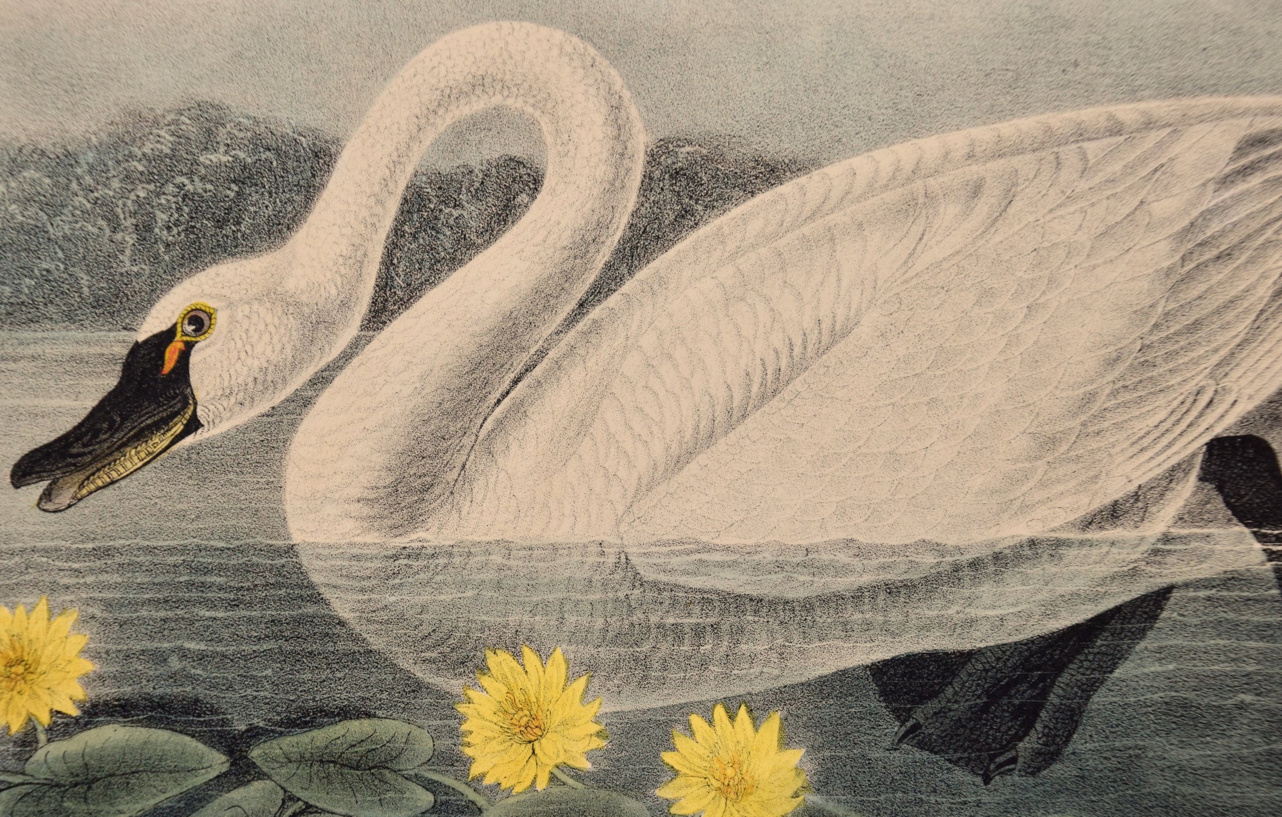 3219E Audubon, American Swan, Plate 384.jpeg