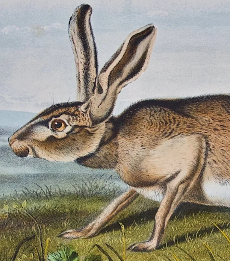 2315C Audubon, Texan Hare.jpeg