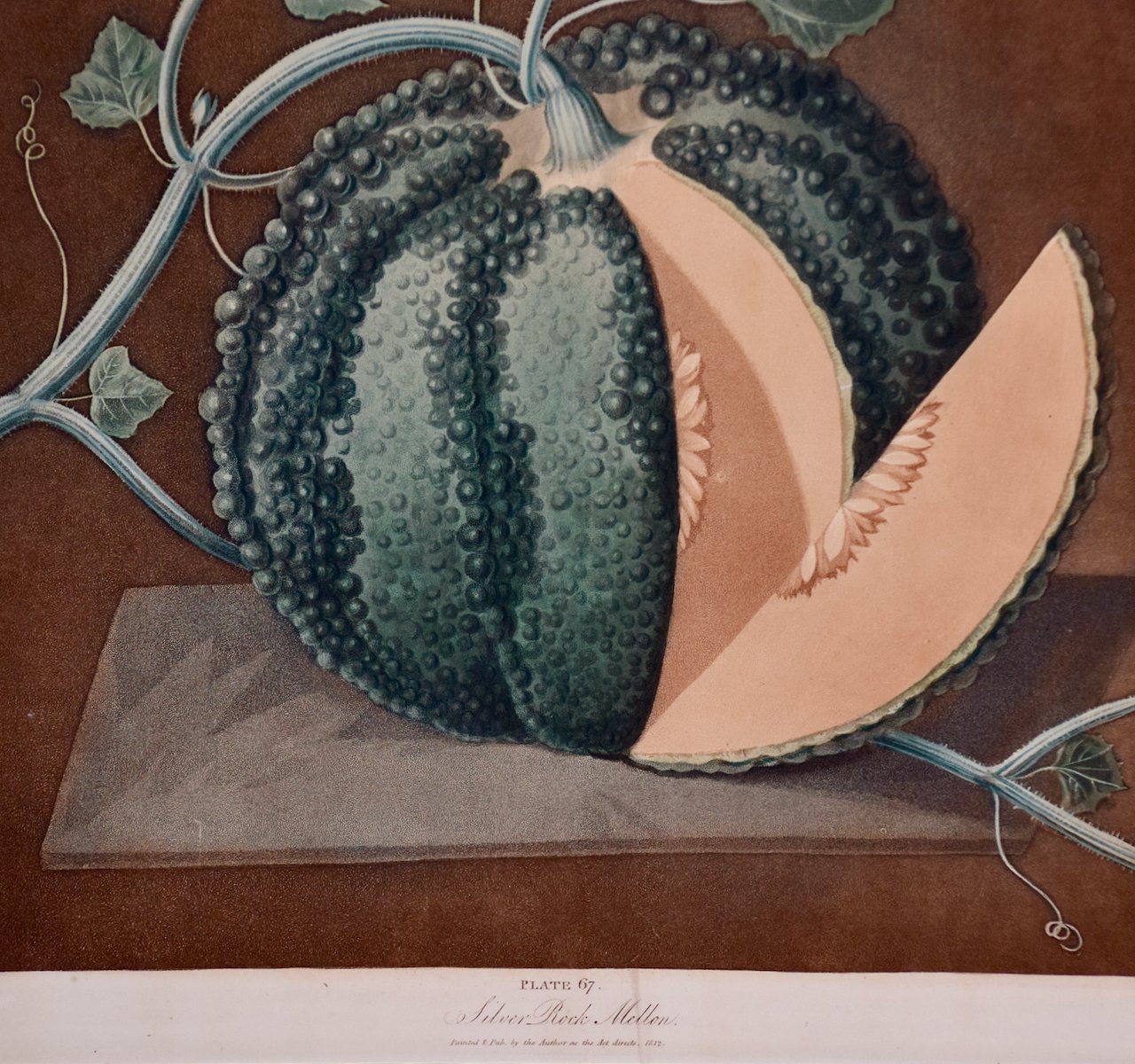 3298D Brookshaw, Silver Rock Melon.jpeg