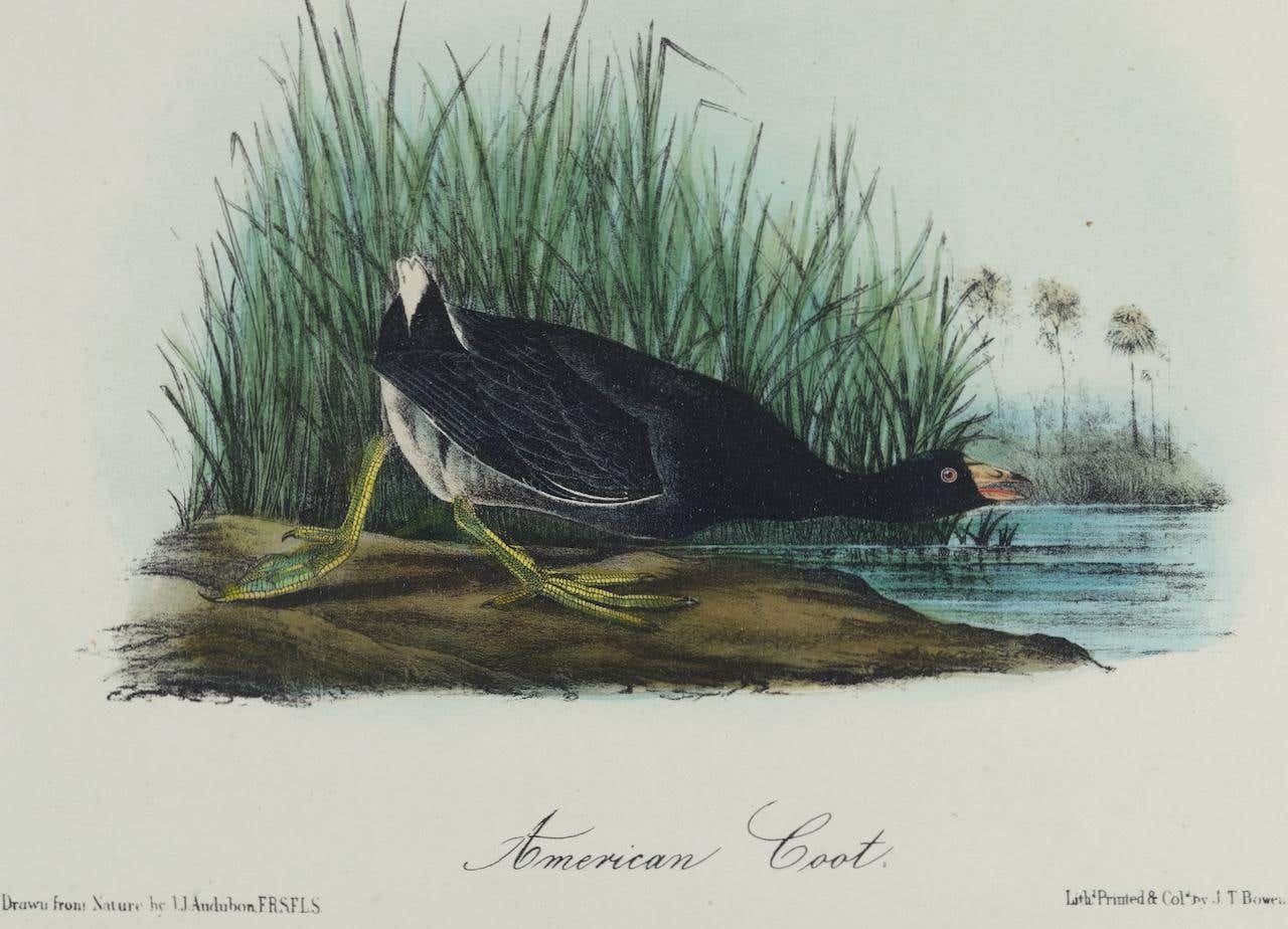 4374B_Audubon_American_Coot_jpg_master.jpeg
