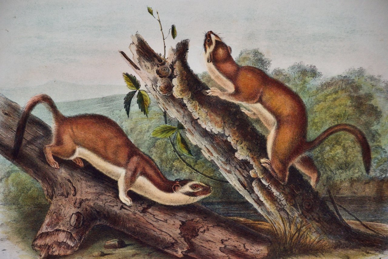 1738A Audubon Bridled Weasel.jpeg