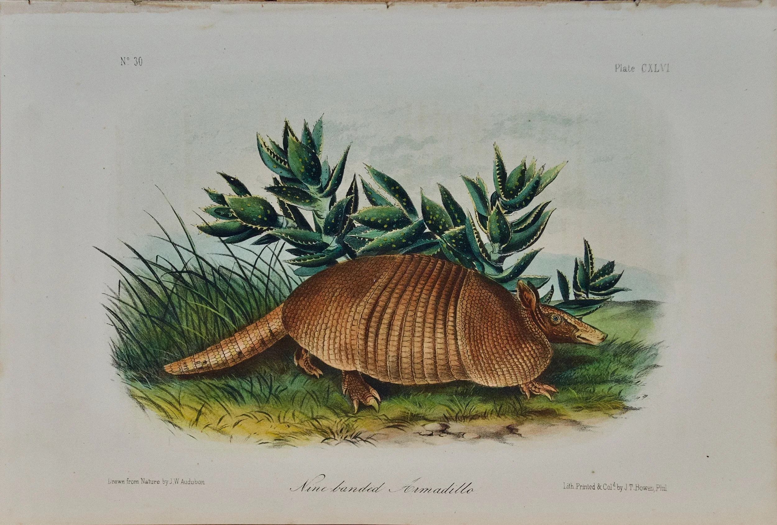 2089 Audubon, Nine-banded Armadillo.jpeg