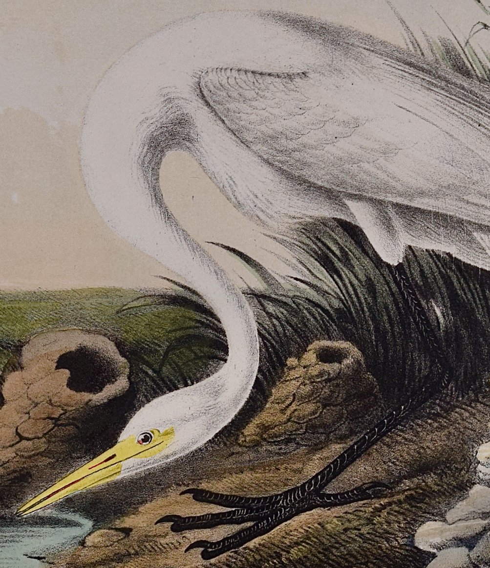 4955C Audubon, Great American White Egret, No. 74, Pl. 370 (2).jpeg