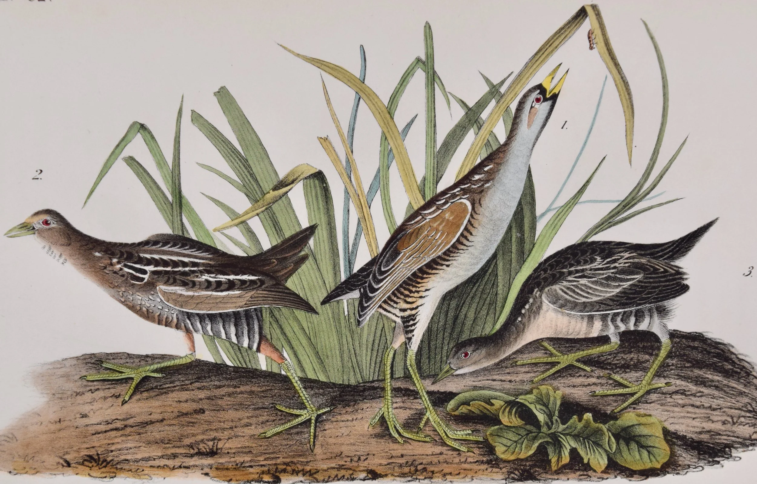 4959A Audubon, Sora Rail, No. 62, Pl. 306 (1).jpeg