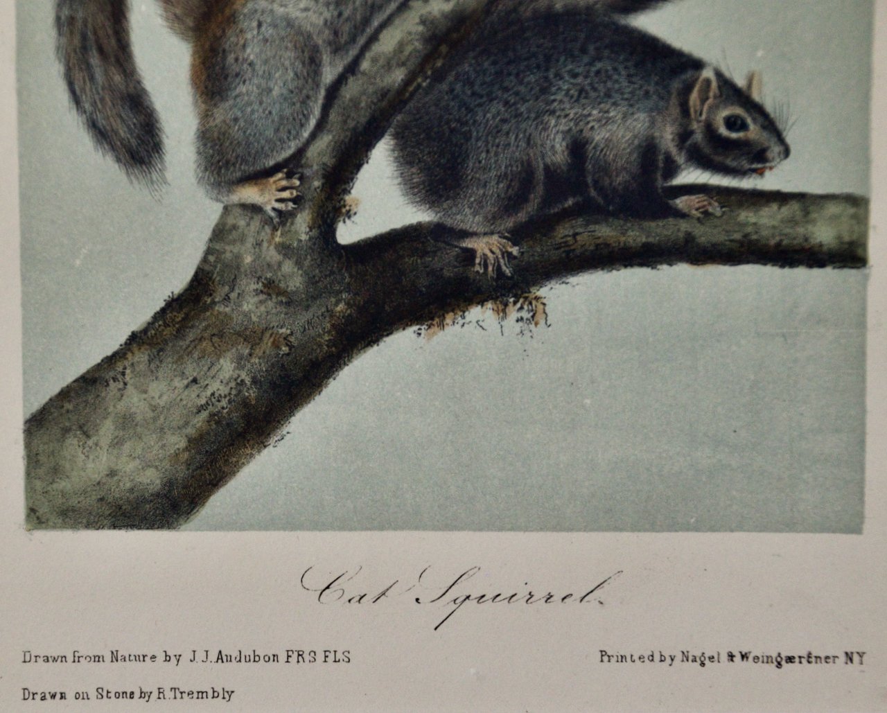 1725B Audubon, Cat Squirrel.jpeg