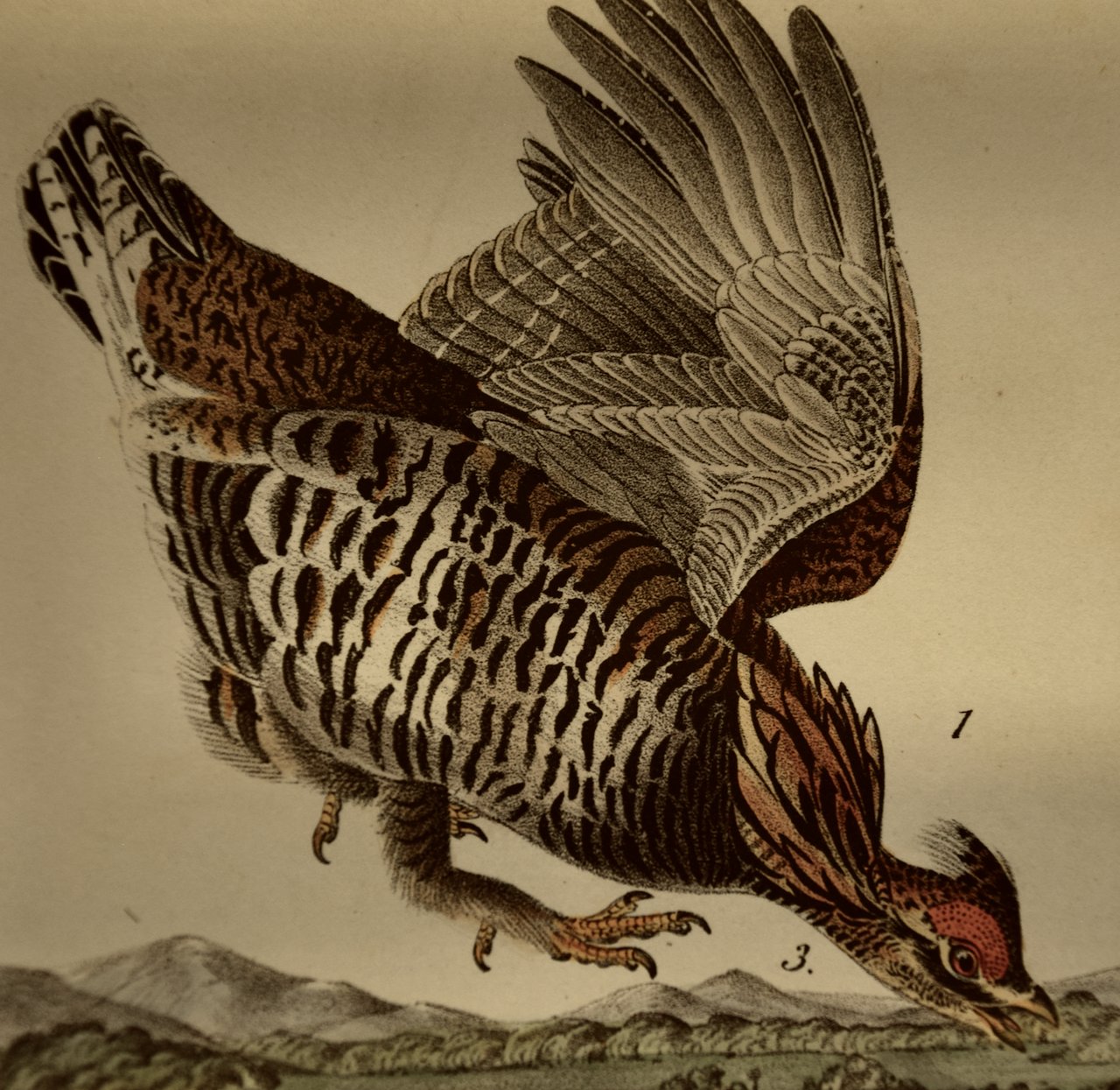 2703B Audubon, Pinnated Grouse, No. 60, Pl. 296.jpeg