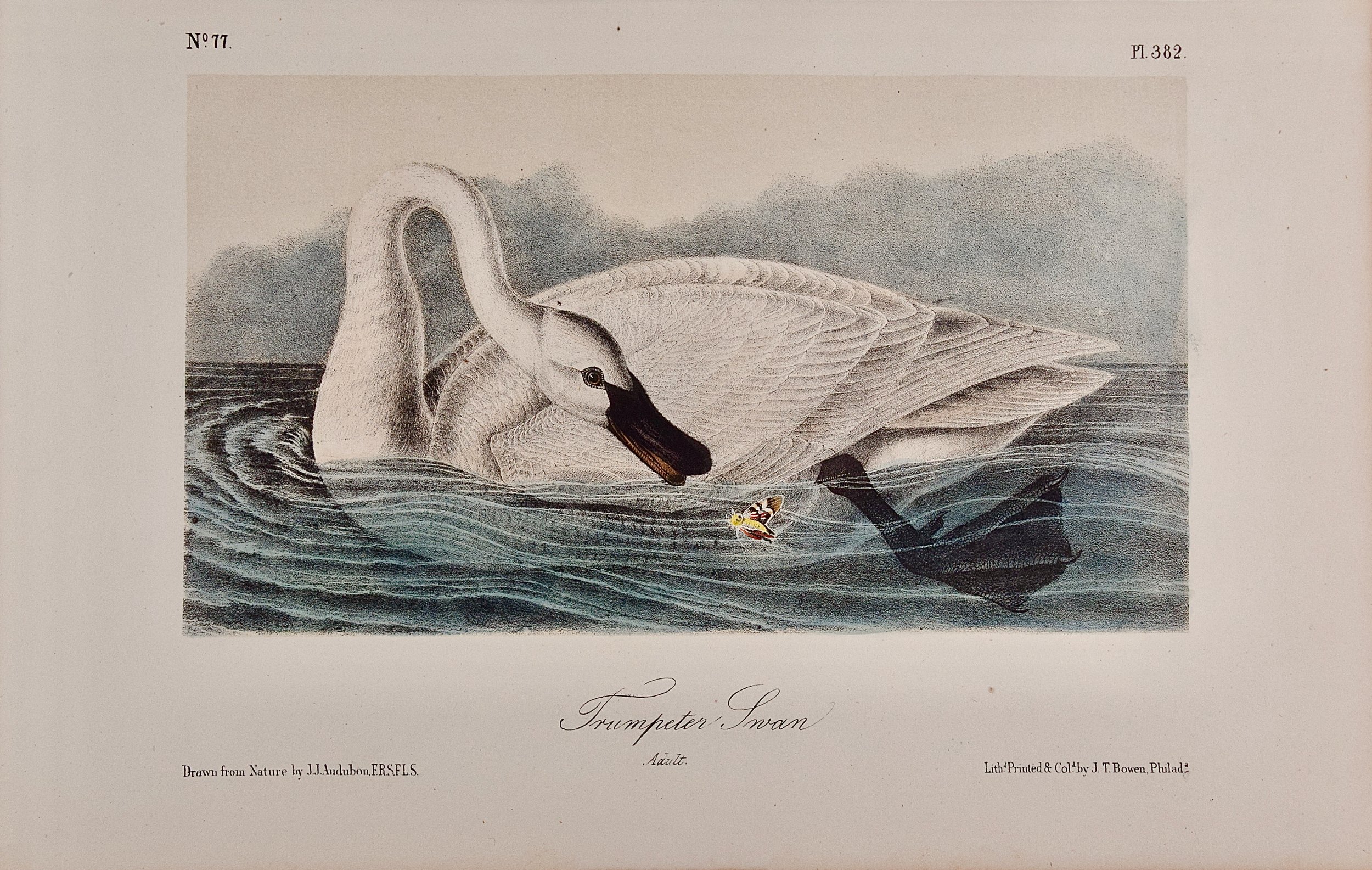 5016 Audubon, Trumpeter Swan, Adult, No. 77, Pl. 382.jpeg
