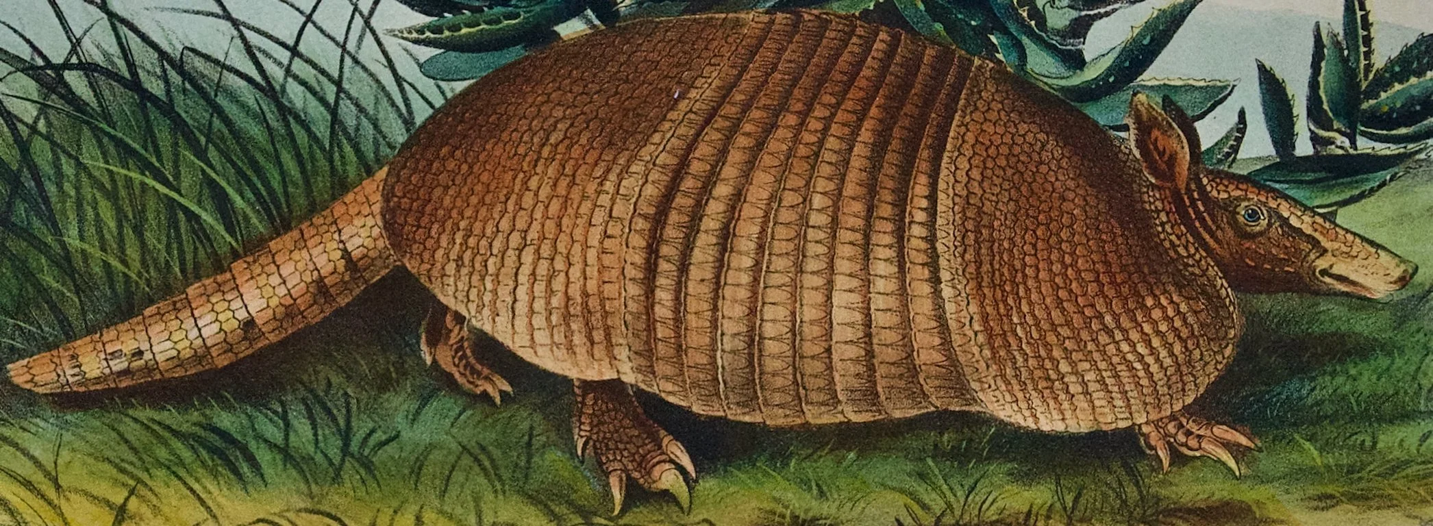 2089C Audubon, Nine-banded Armadillo.jpeg
