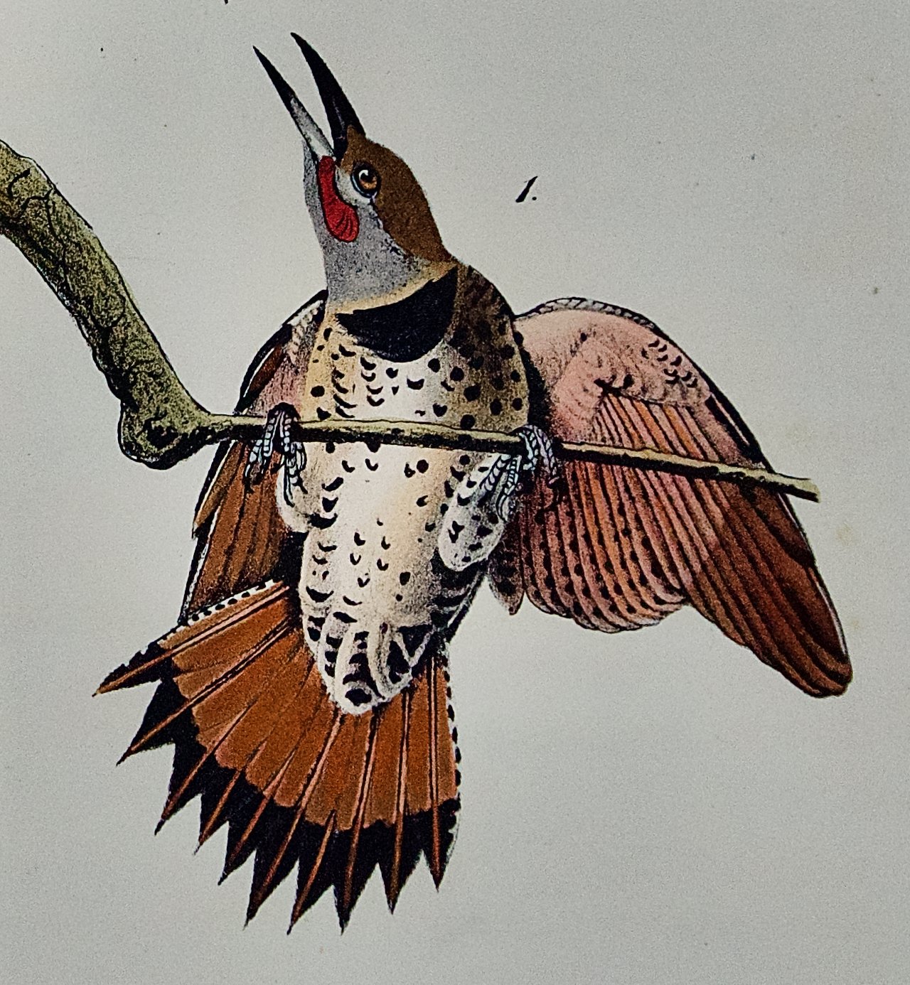 2614C Audubon, Red-shafted Woodpecker.jpeg