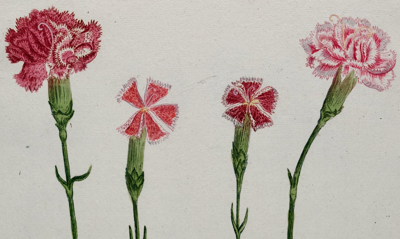 4176B Weinmann, Caryophyllus Anglicus flore, Pl. 326.jpeg