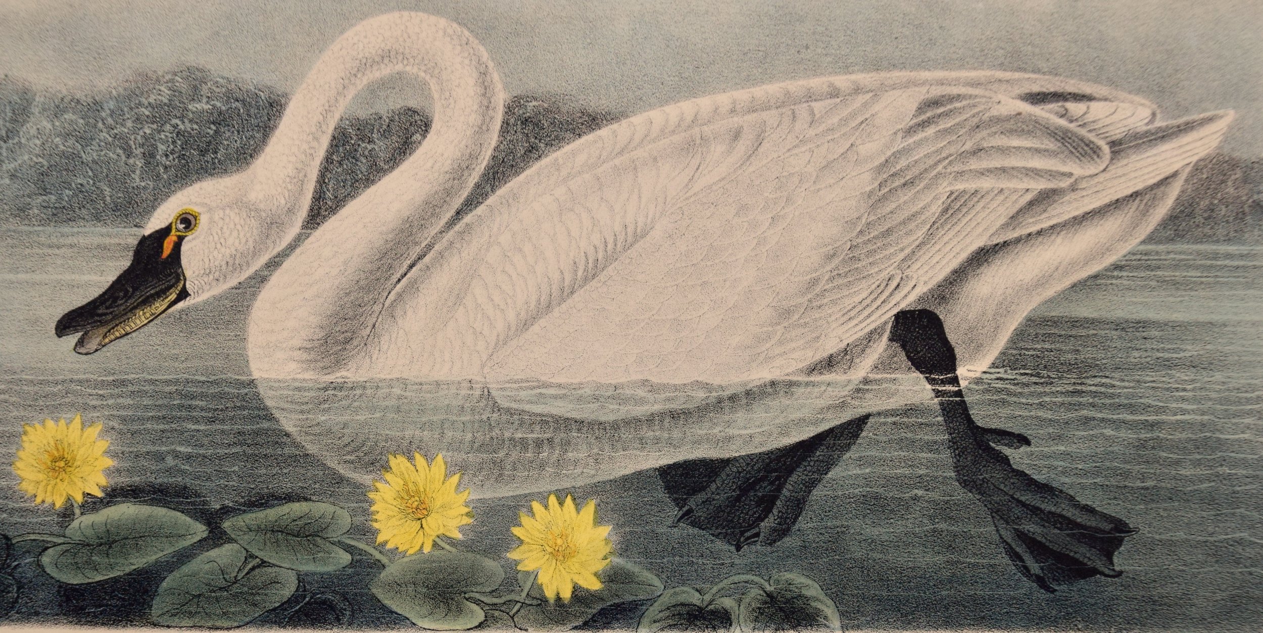 3219B Audubon, American Swan, Plate 384.jpeg