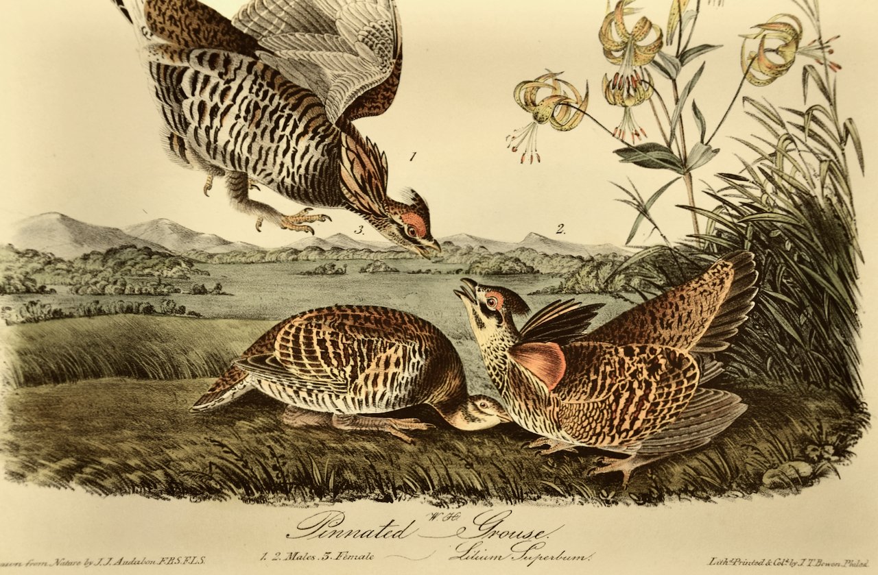 2703D Audubon, Pinnated Grouse, No. 60, Pl. 296.jpeg