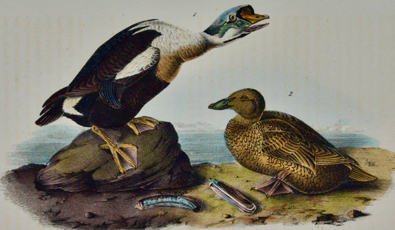 3660B Audubon, King Duck.jpeg