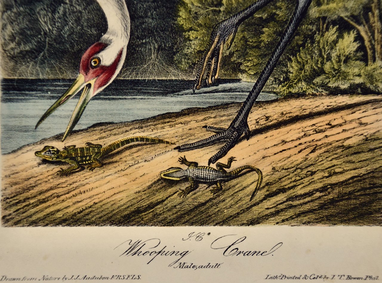 4688D Audubon, Whooping Crane (Endangered), Plate 313.jpeg