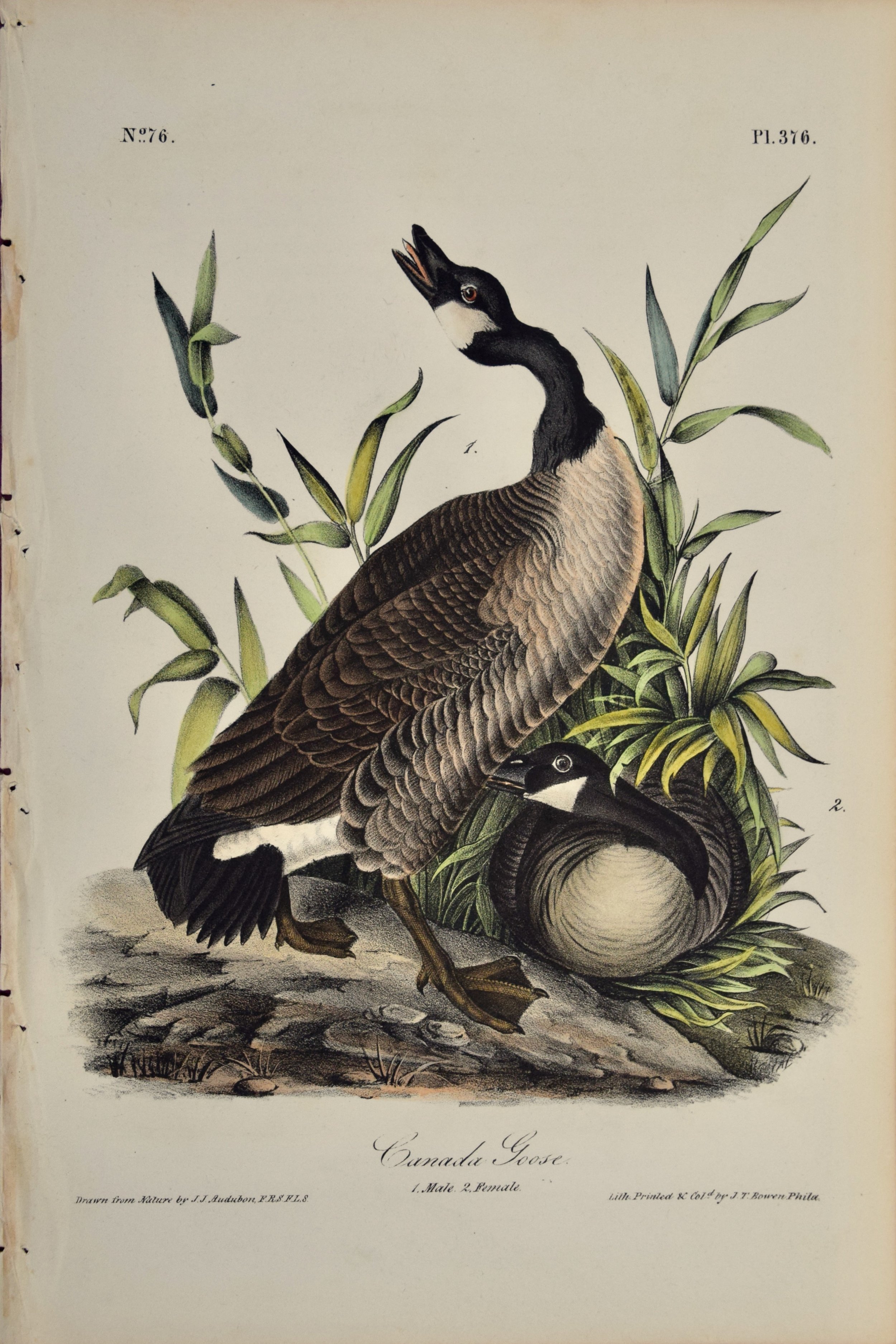 2654 Audubon, Canada Goose, No. 376.jpeg