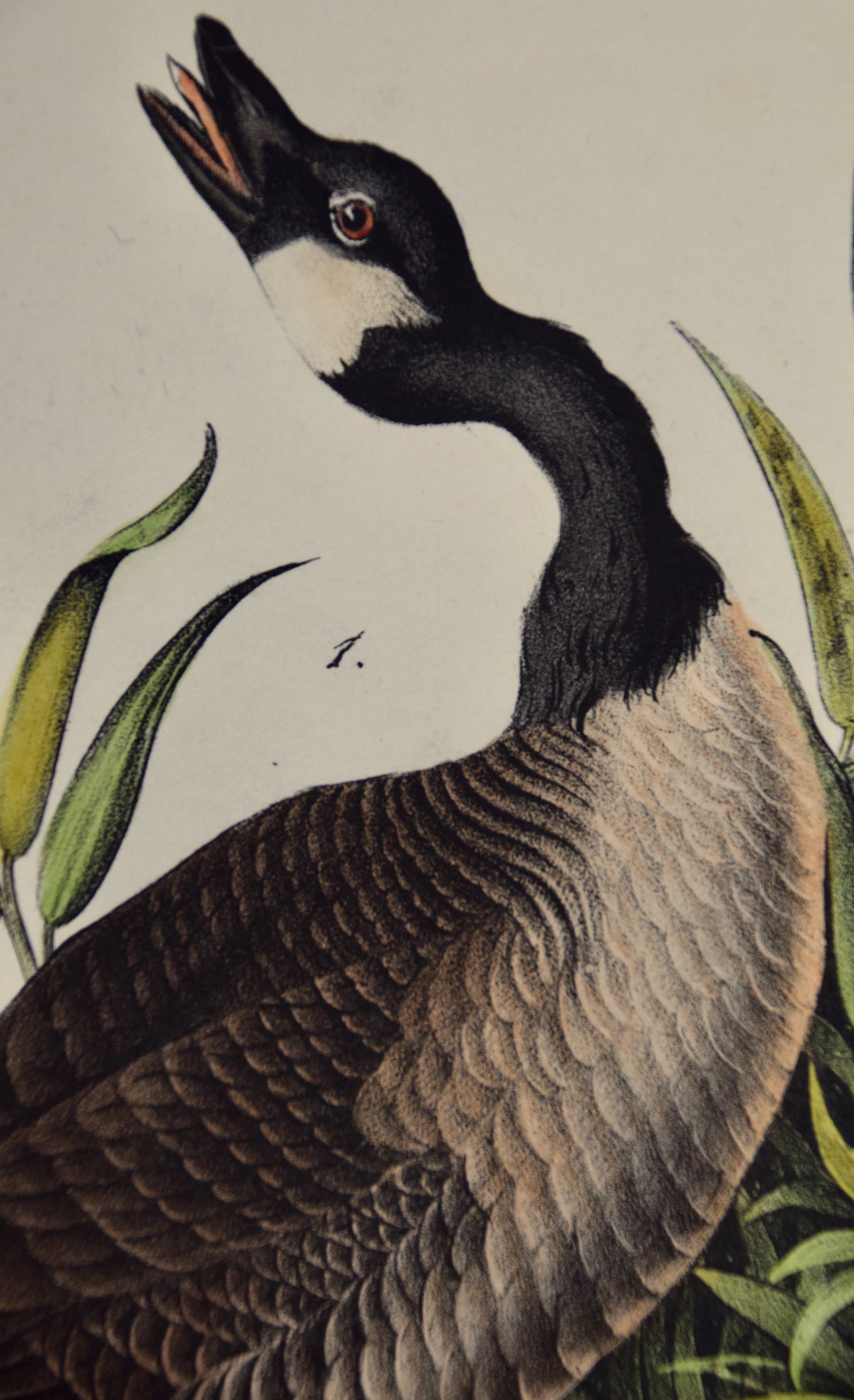 2654C Audubon, Canada Goose, No. 376.jpeg