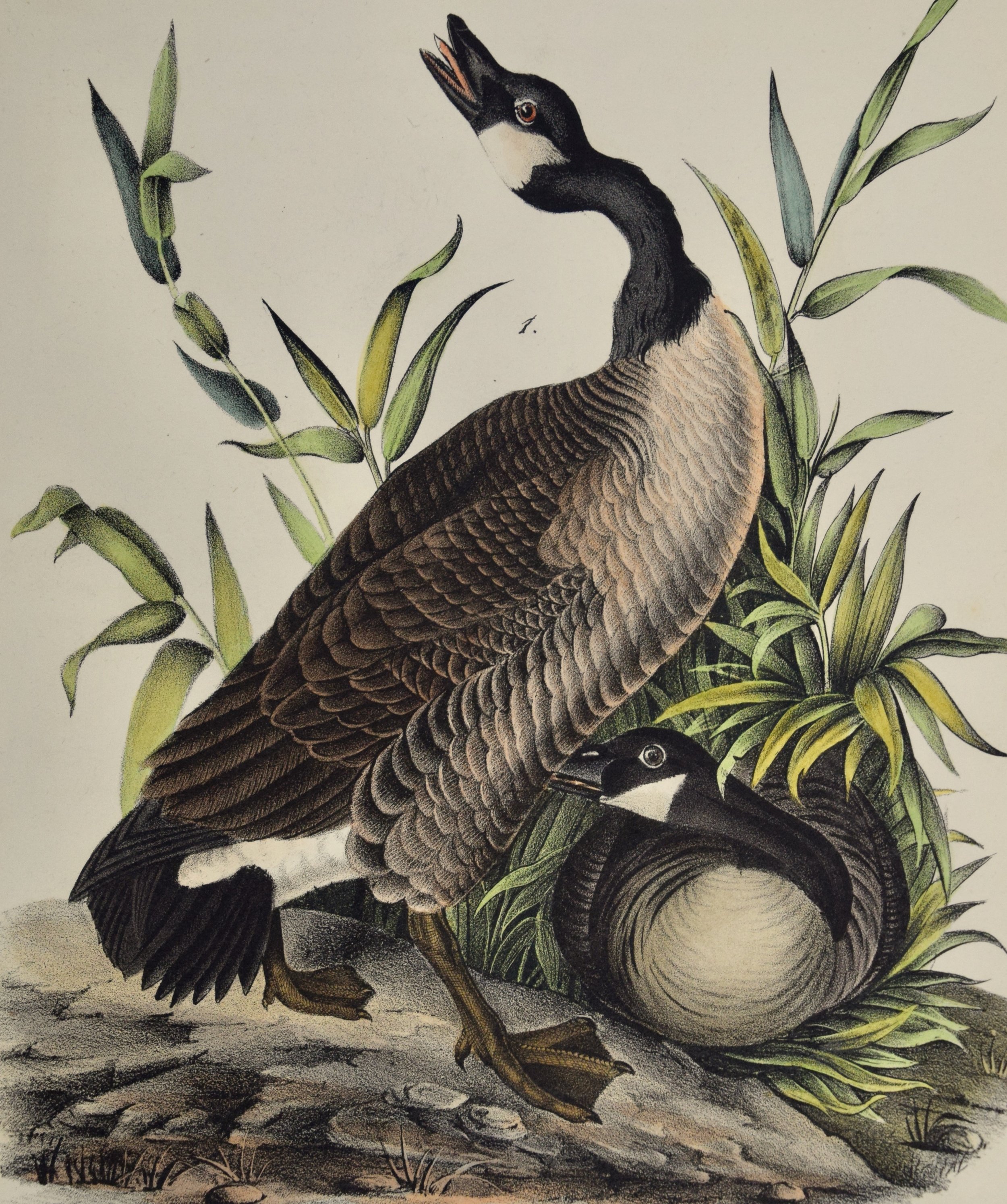 2654A Audubon, Canada Goose, No. 376.jpeg